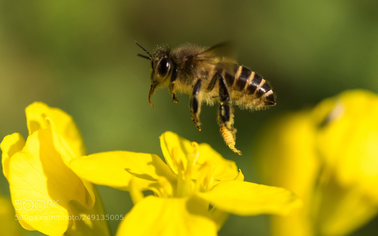 Nikon D810 sample photo. Flying bee over yellow photography