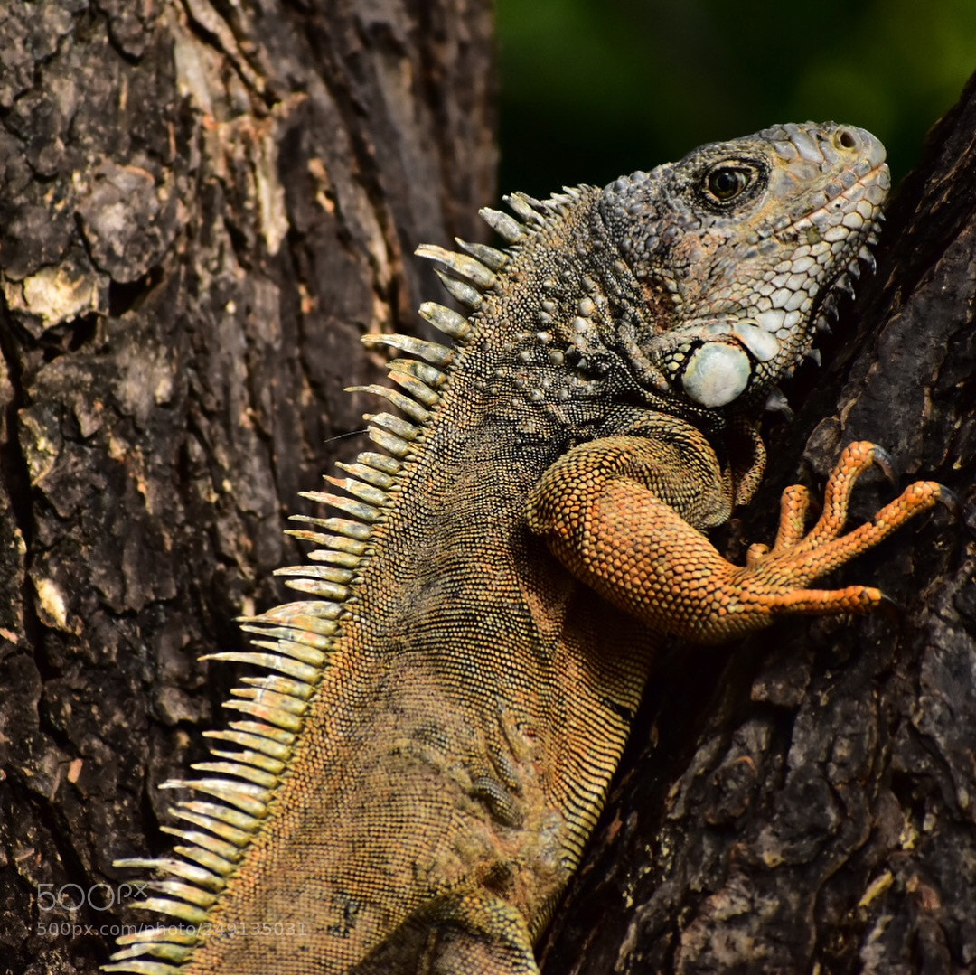 Nikon D5600 sample photo. Hello there this iguana photography