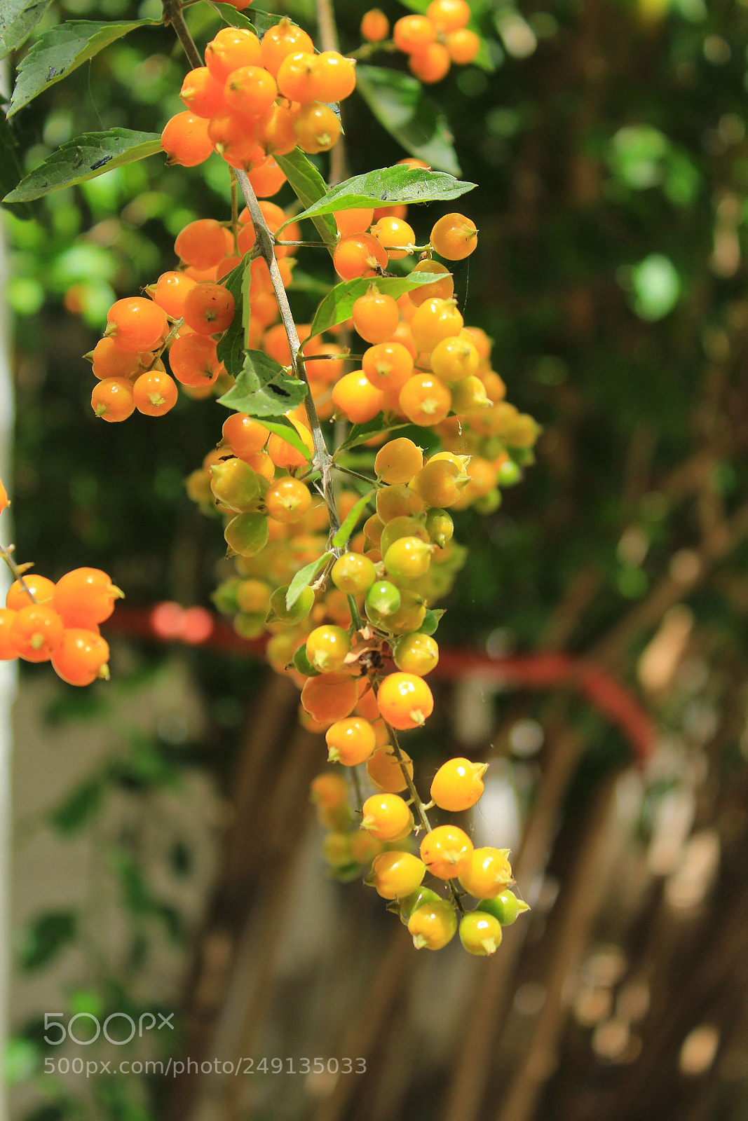 Canon EOS 1200D (EOS Rebel T5 / EOS Kiss X70 / EOS Hi) sample photo. Yellow and orange photography