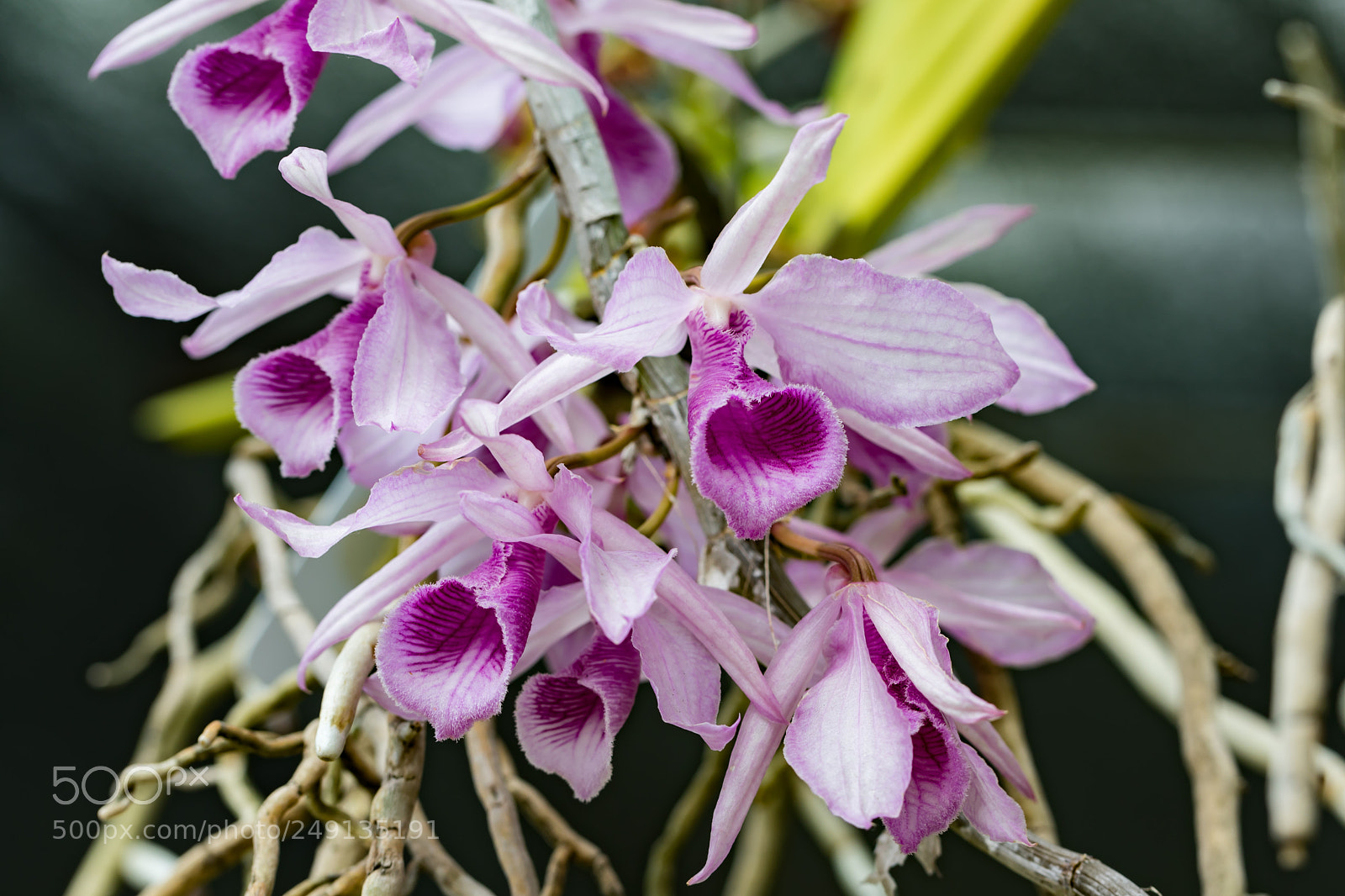 Canon EOS 5D Mark IV sample photo. Orchids photography