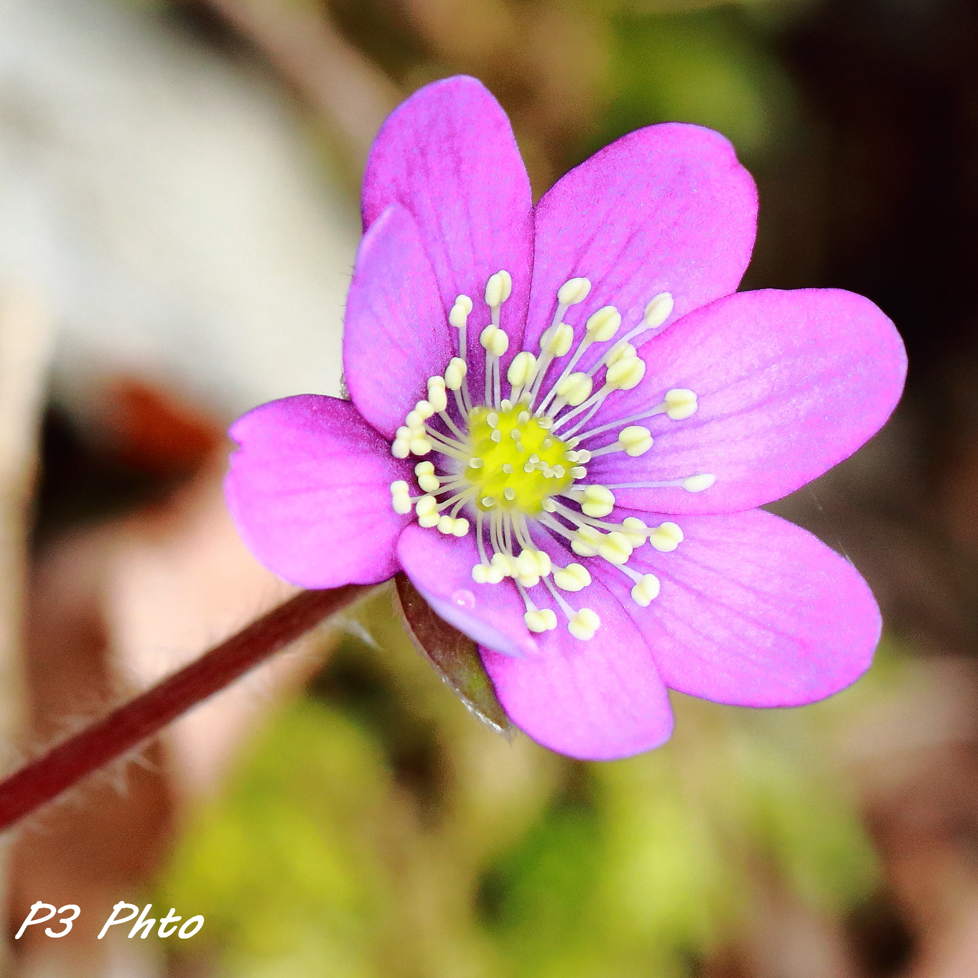 Canon EF 100mm F2.8L Macro IS USM sample photo. Img photography