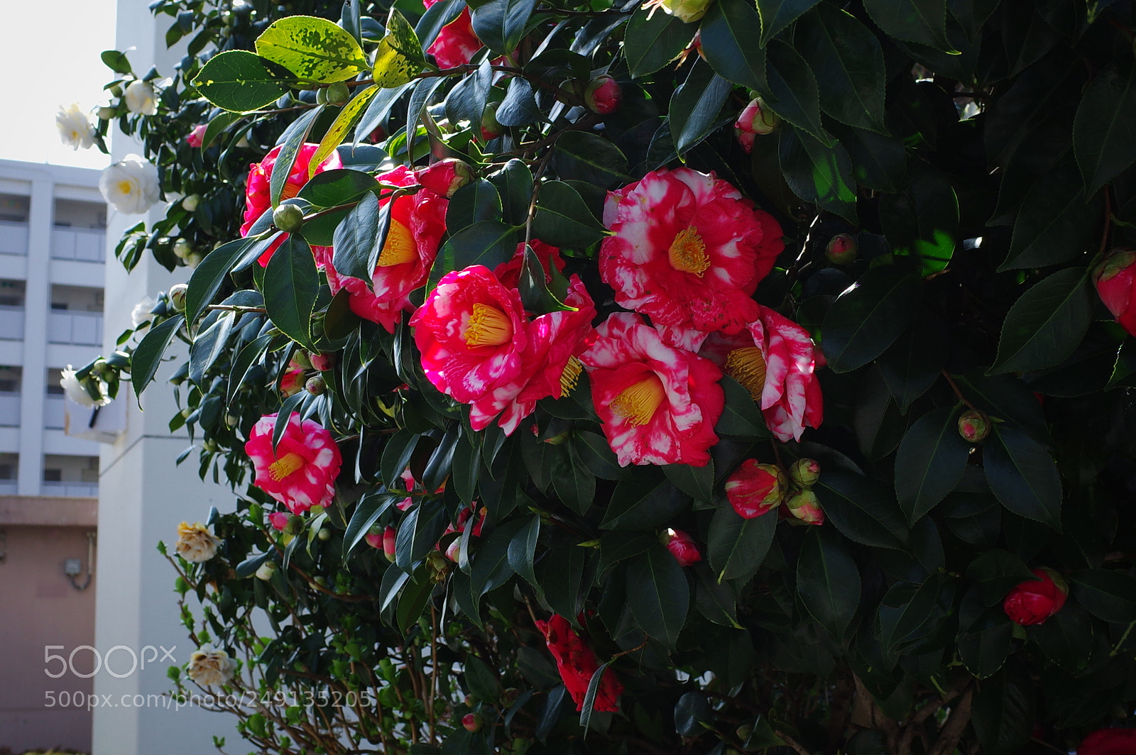 Ricoh GR II sample photo. Flowers photography