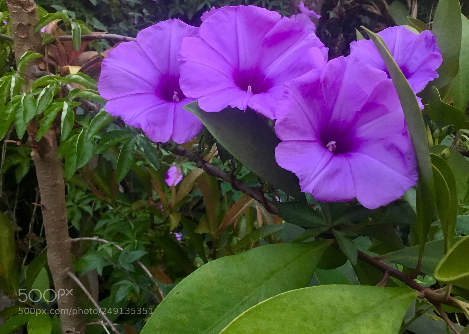 Apple iPad sample photo. Flower close-up photography