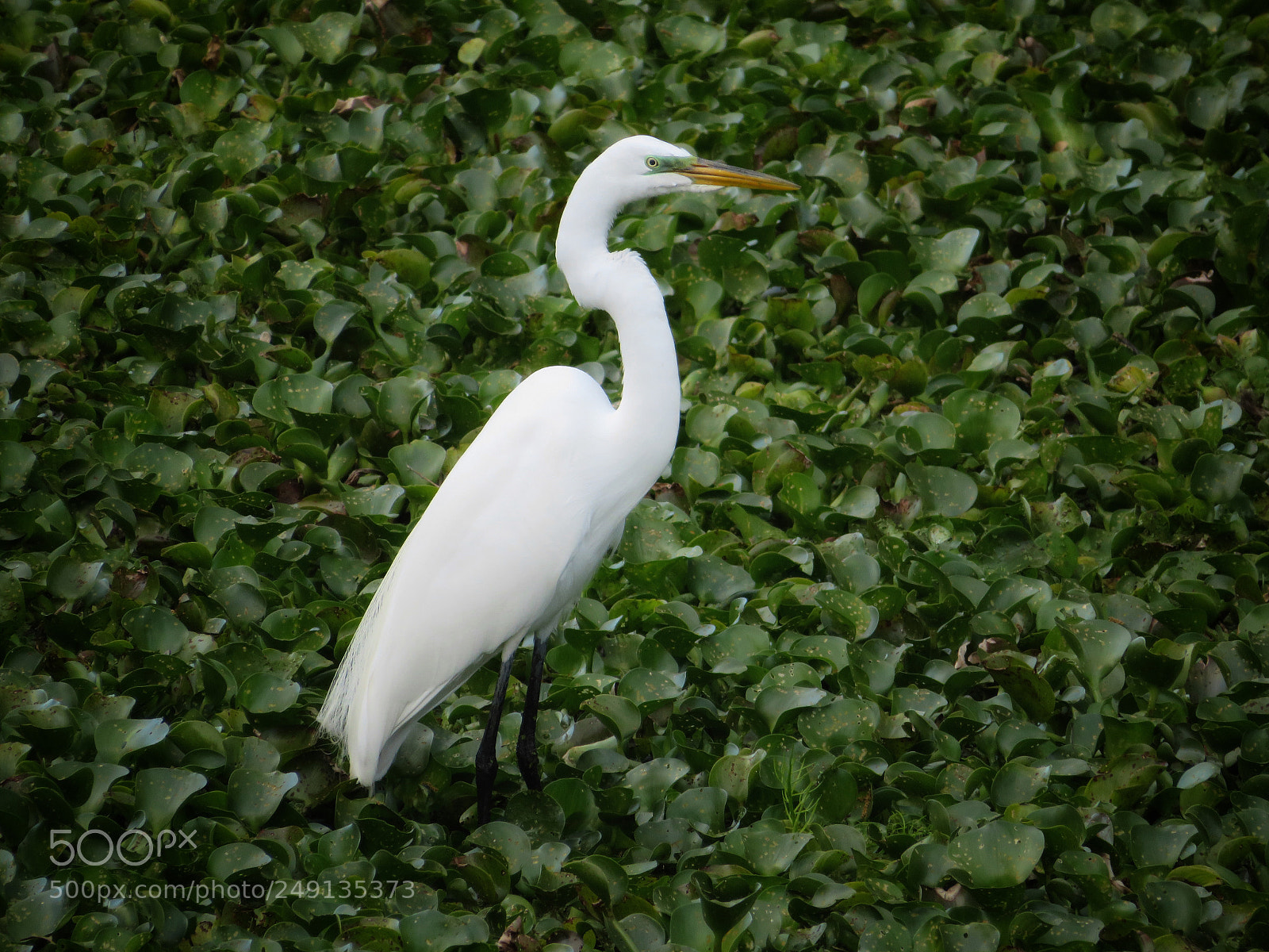 Canon PowerShot SX720 HS sample photo. Great egret at couturie photography