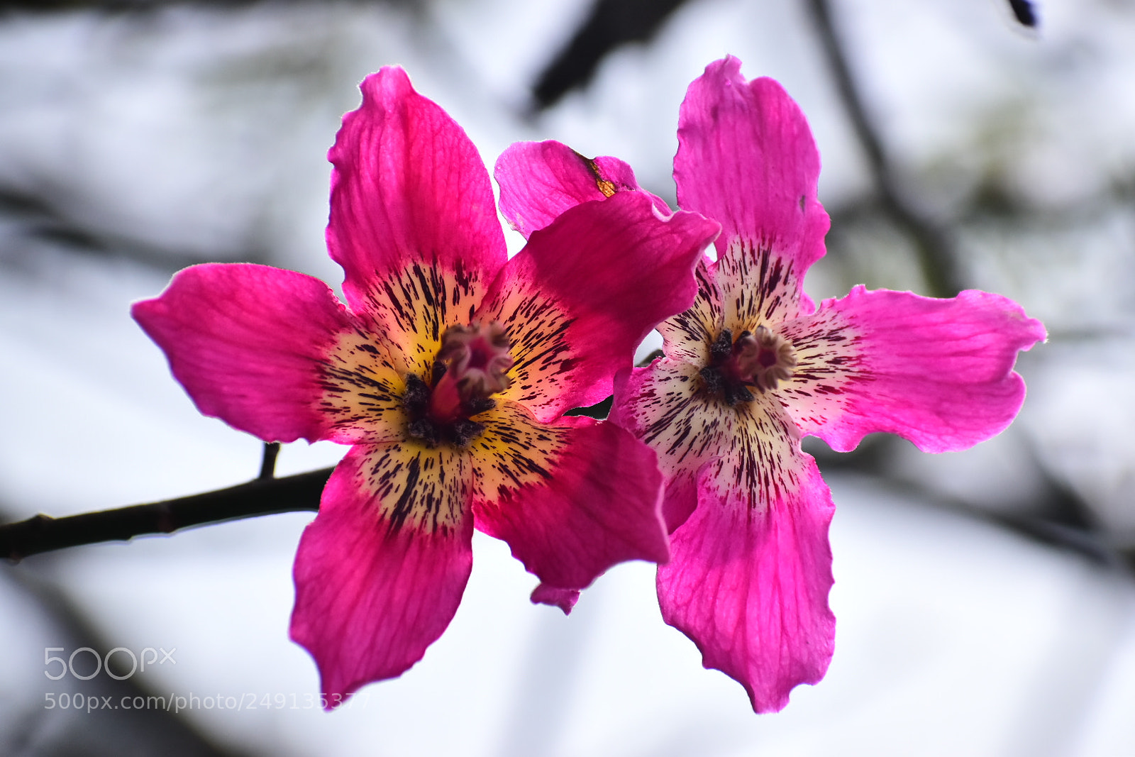 Nikon D5600 sample photo. Two flowers, one park photography