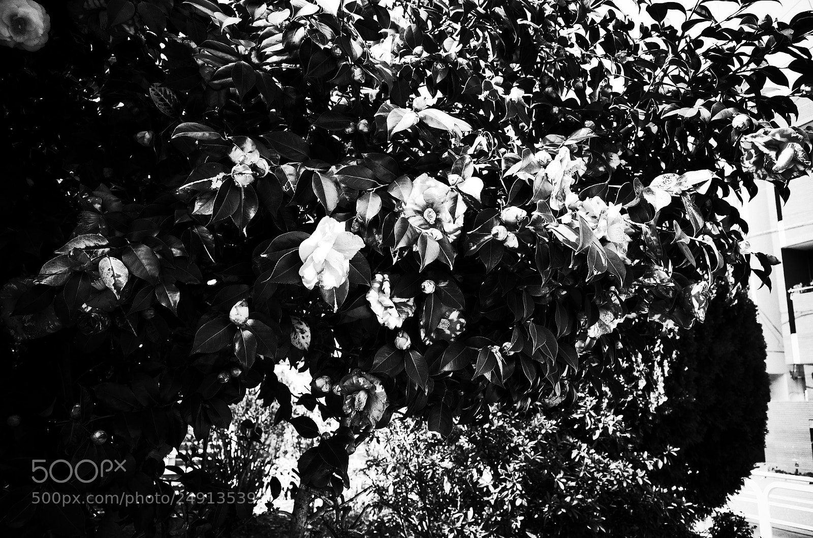 Ricoh GR II sample photo. Flowers photography