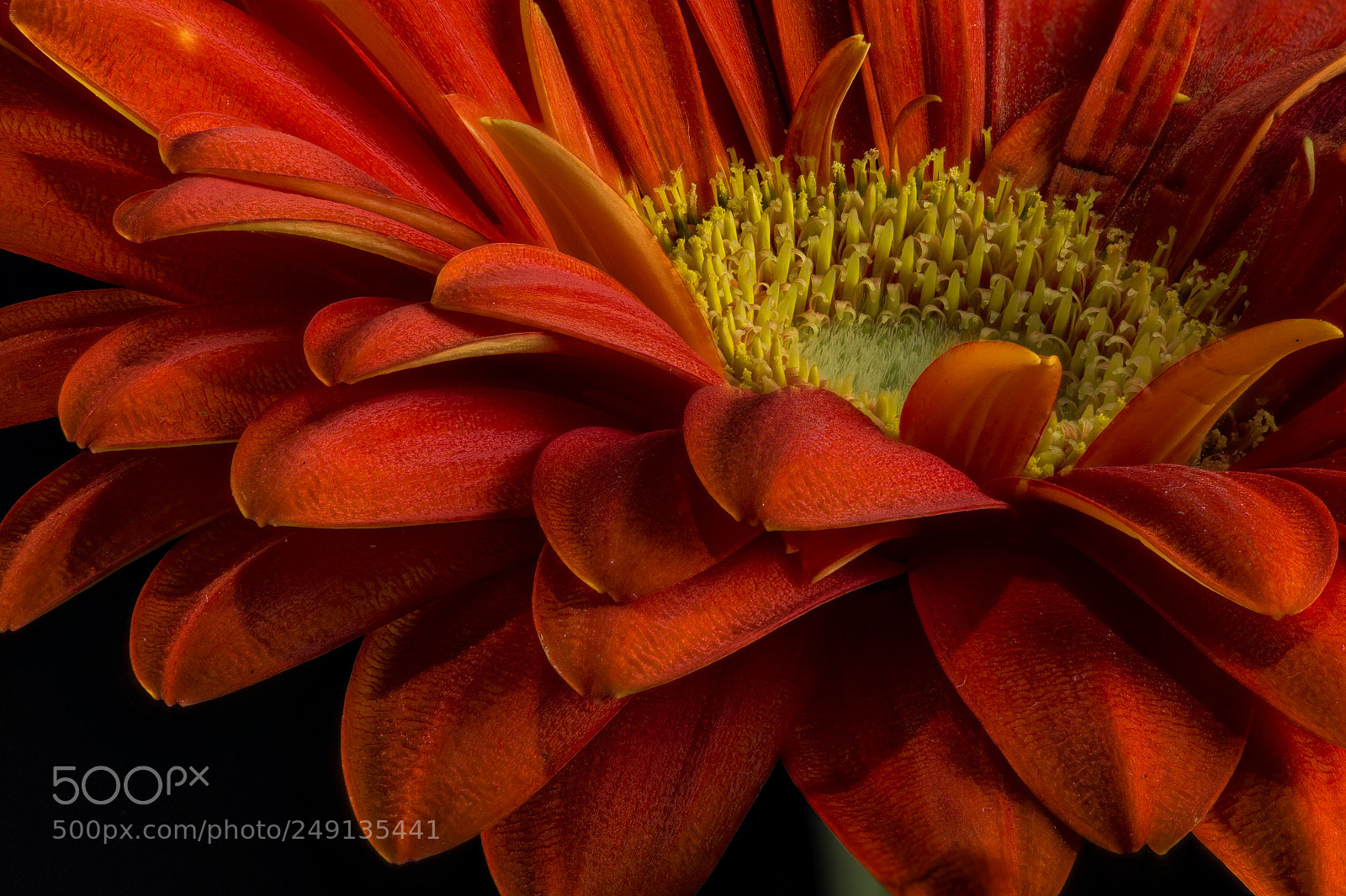 Nikon D4S sample photo. Flower photography