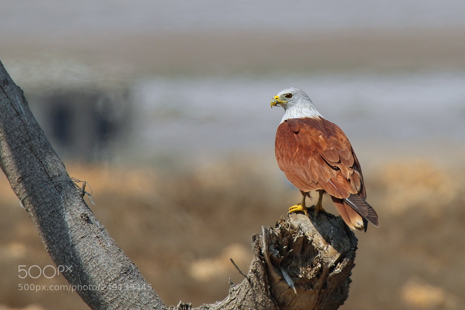 Canon EOS 7D Mark II sample photo. Brahminy kite photography