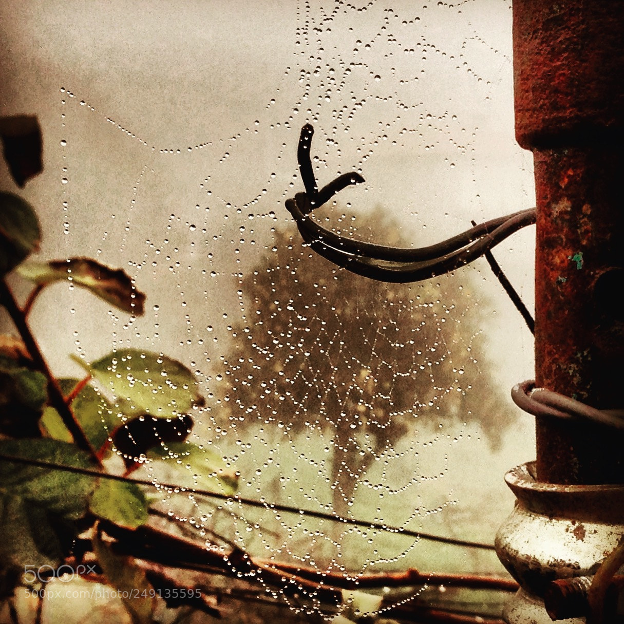 Apple iPhone 5 sample photo. Spider web photography