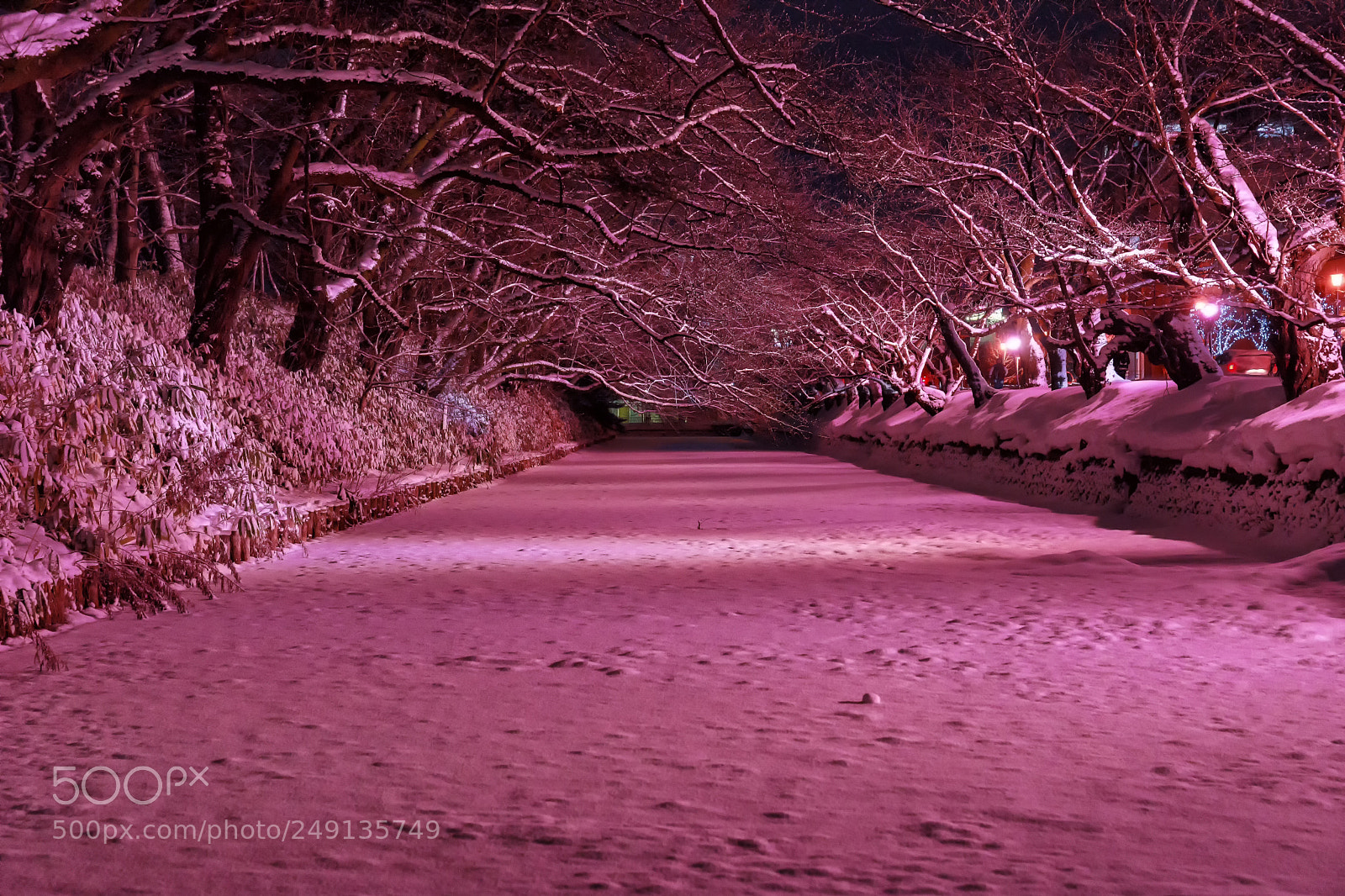 Sony SLT-A99V sample photo. 冬に咲くさくら 弘前城雪燈籠まつり photography