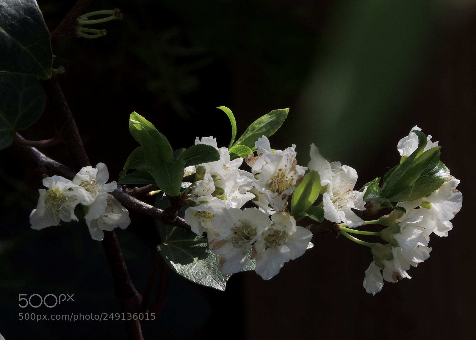 Nikon Coolpix P510 sample photo. Flowers on plum tree photography