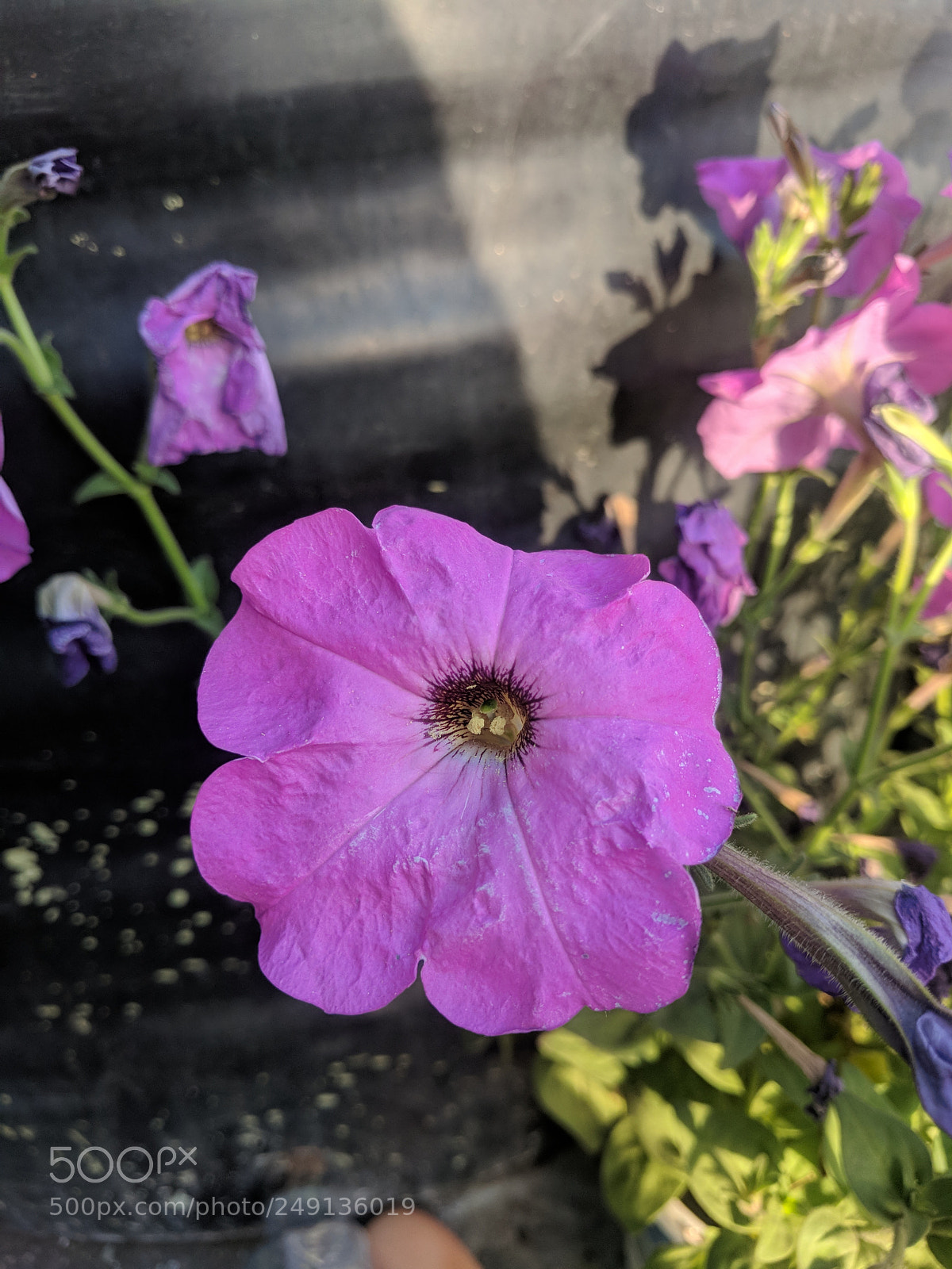 Google Pixel sample photo. #pixelpetunia photography