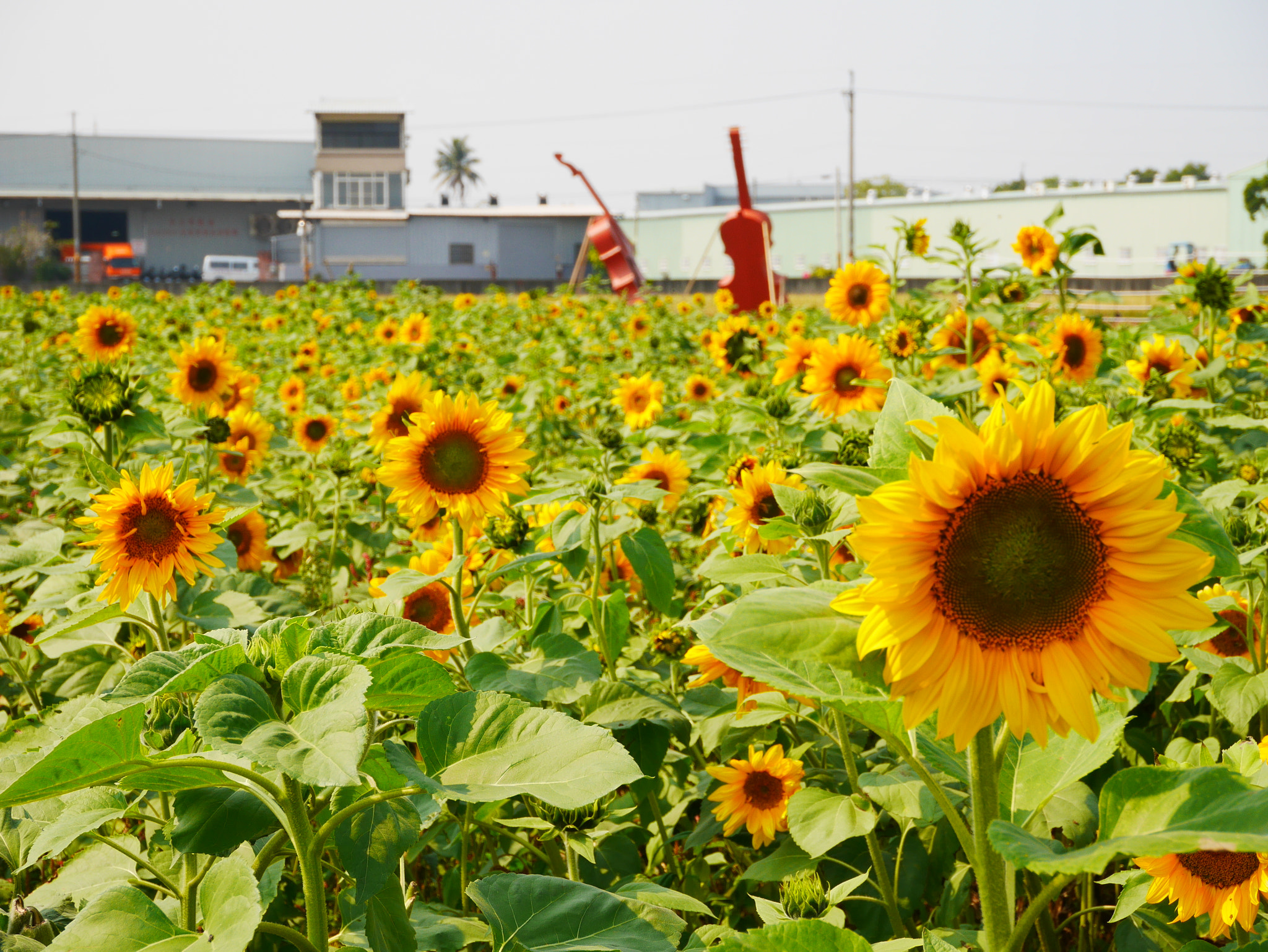 Panasonic Lumix DMC-GF7 sample photo. They are smiling to me photography