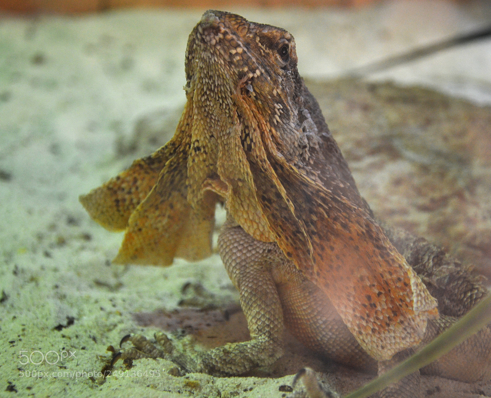Nikon D7000 sample photo. Frilled neck lizard photography
