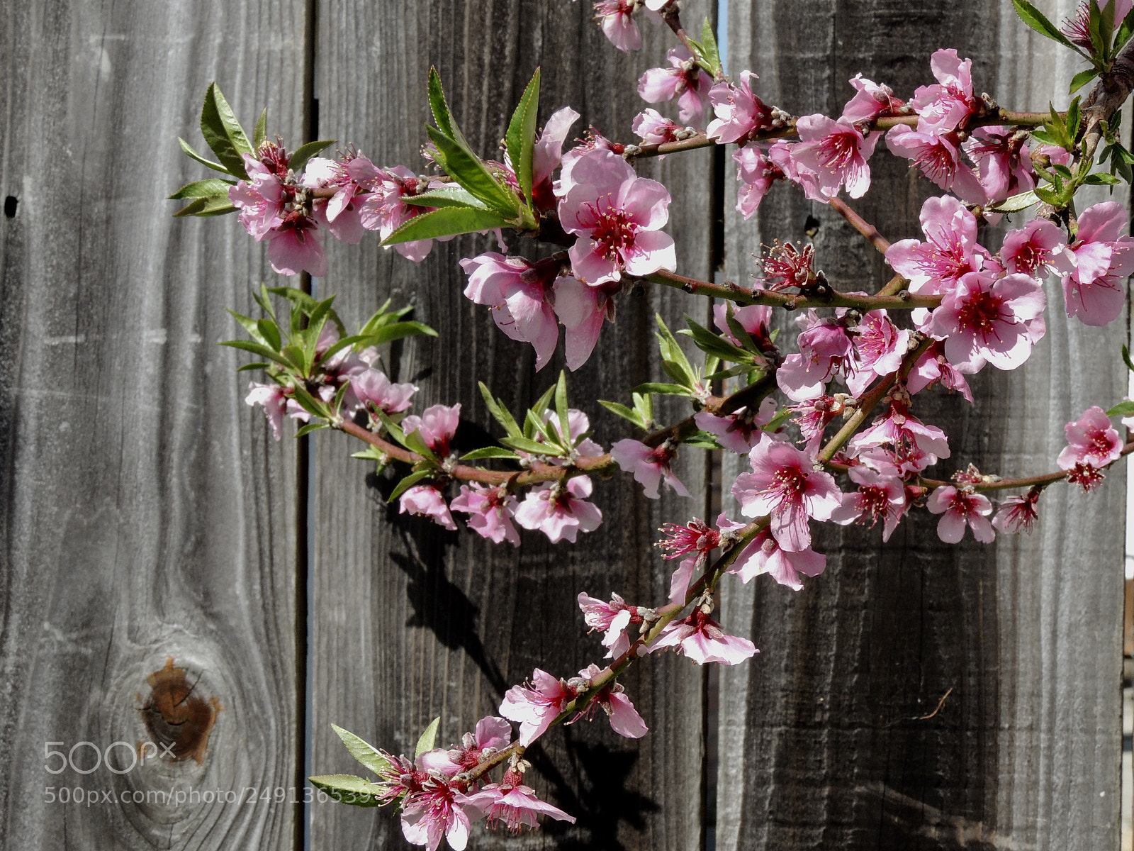 Nikon Coolpix P510 sample photo. Peach blossom photography