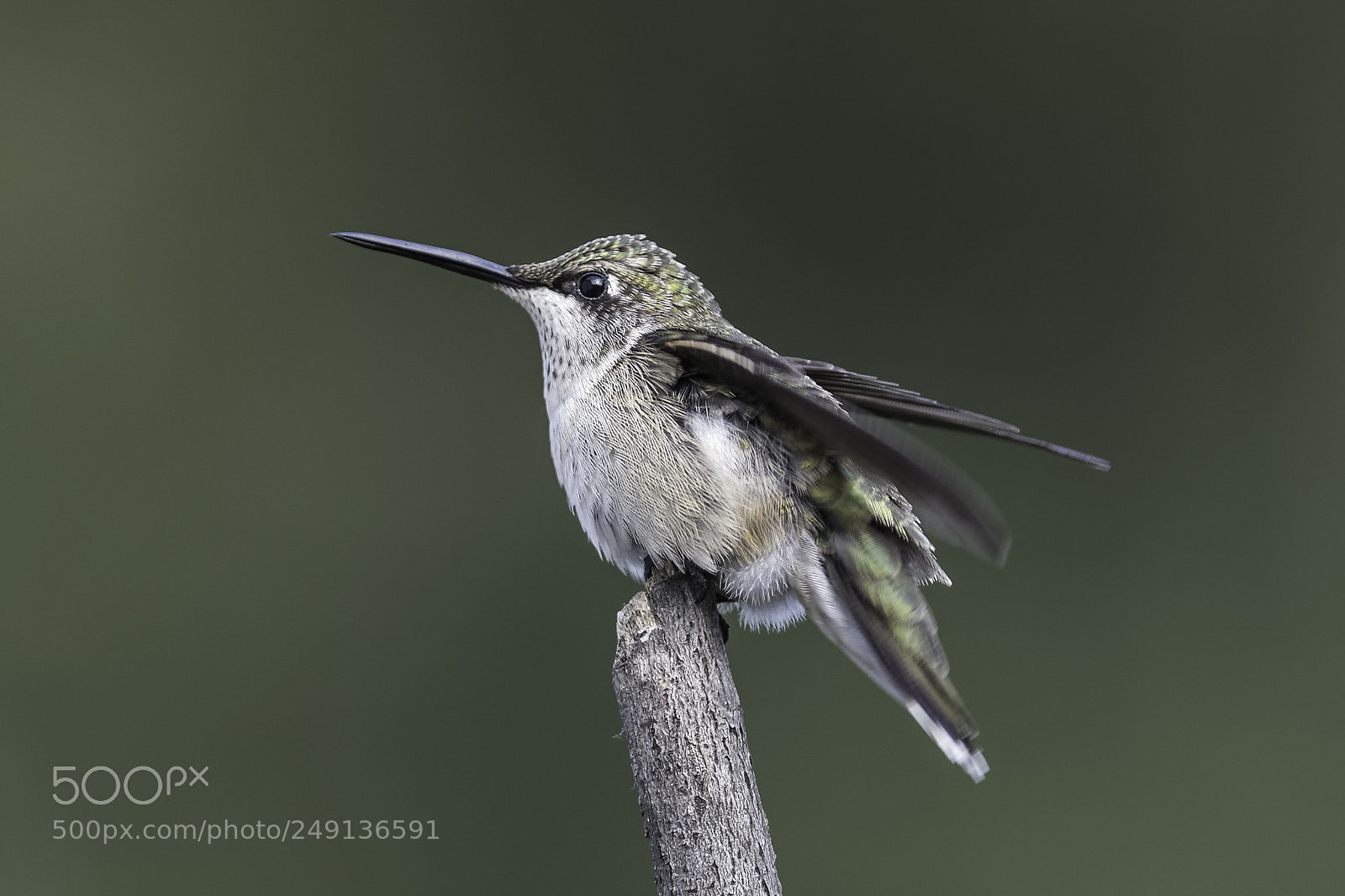 Nikon D7100 sample photo. Restless on the perch photography