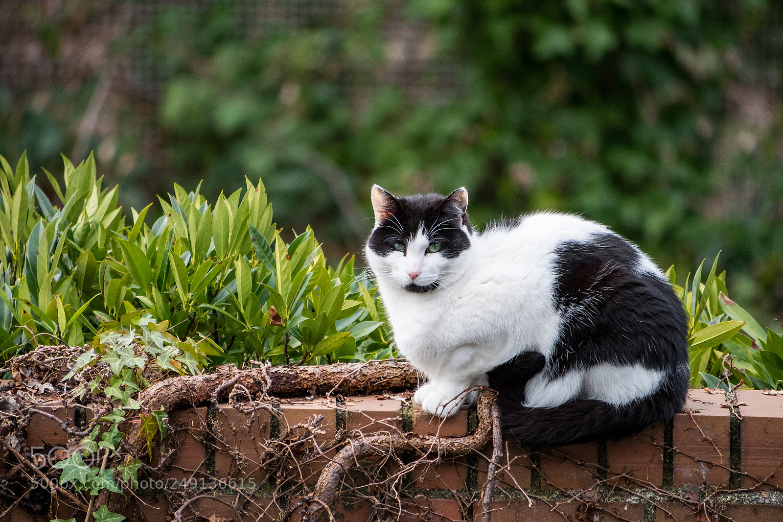 Olympus OM-D E-M5 II sample photo. Cat on brick wall photography