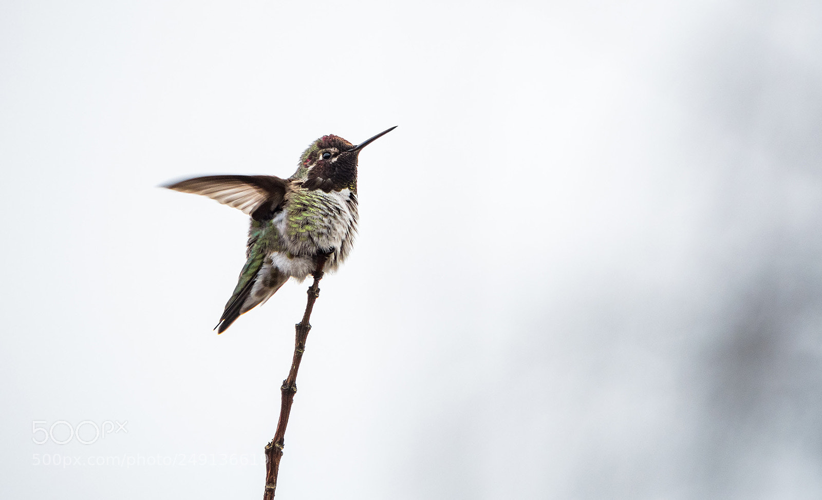 Olympus OM-D E-M5 II sample photo. Hummingbird flip wings photography