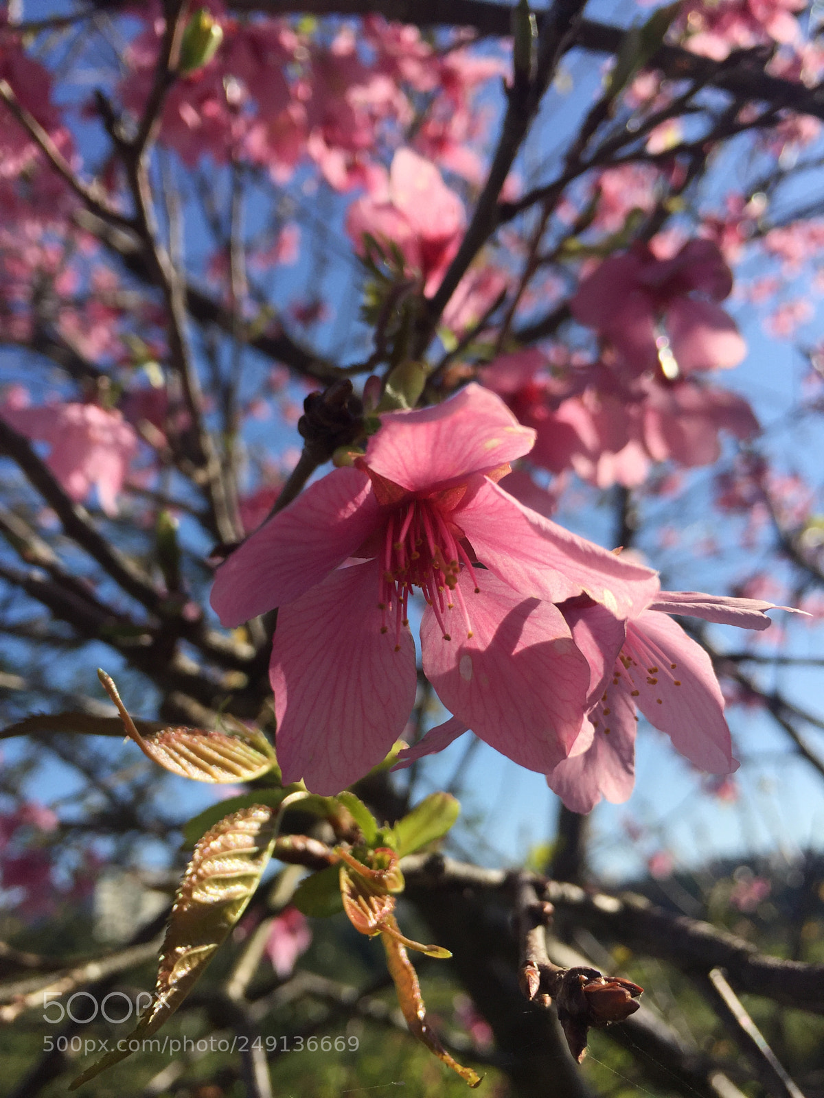 Apple iPhone 6 Plus sample photo. Cherry blossom in spring photography