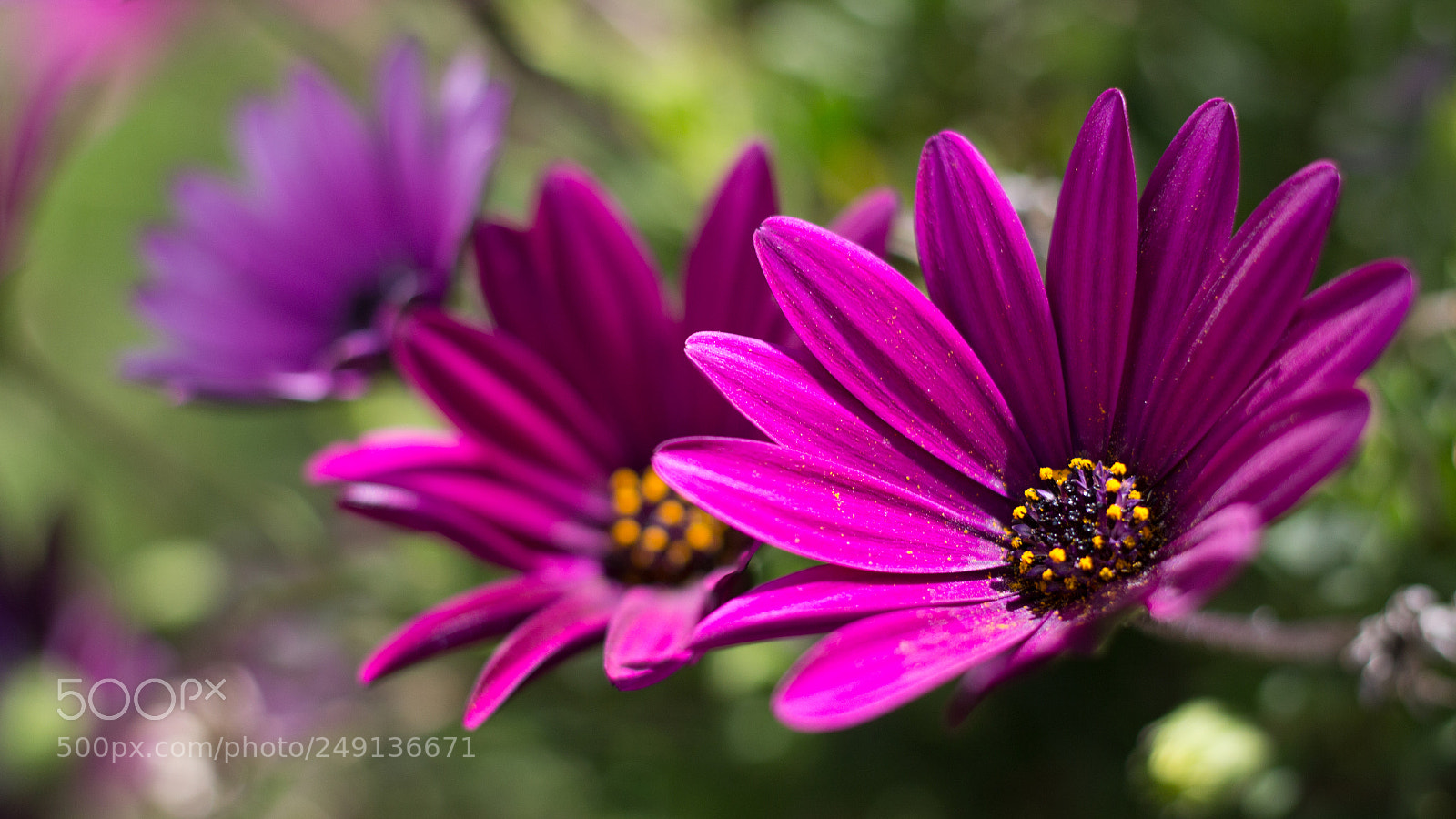 Canon EOS 60D sample photo. Focus and blur through photography