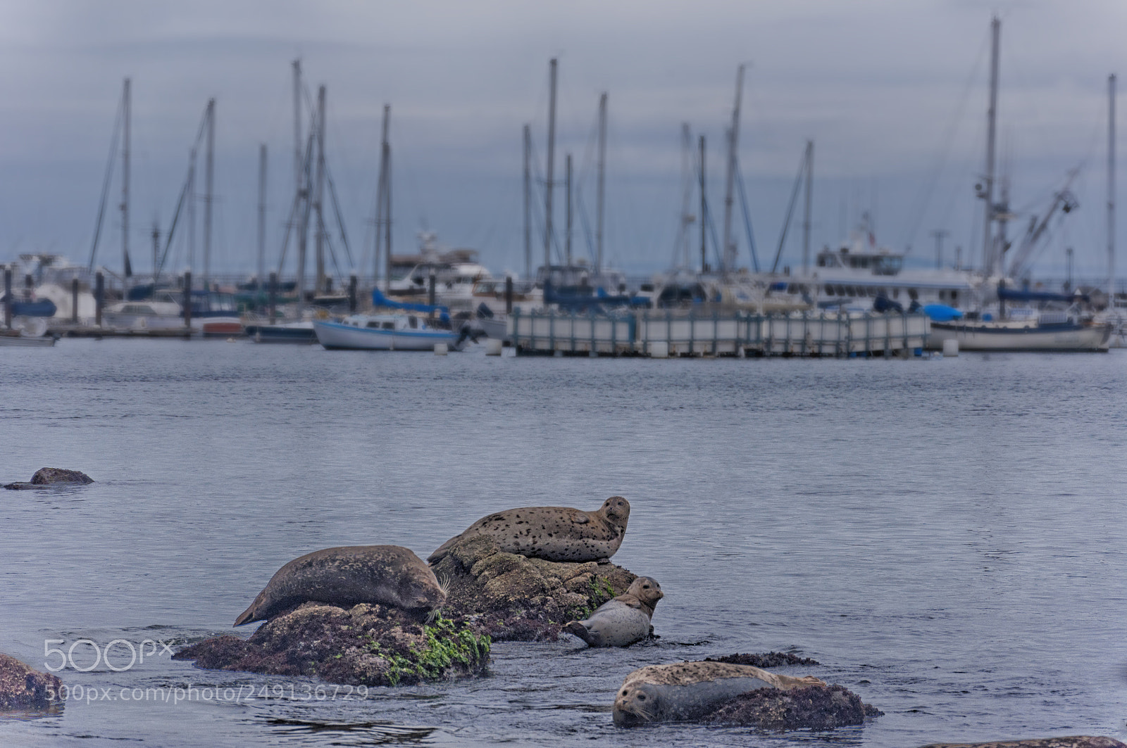 Nikon D90 sample photo. Sea lions ask you photography