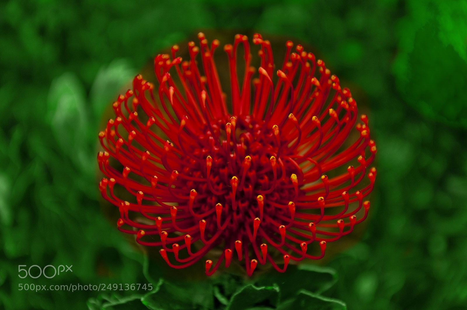Nikon D90 sample photo. The red dandelion photography