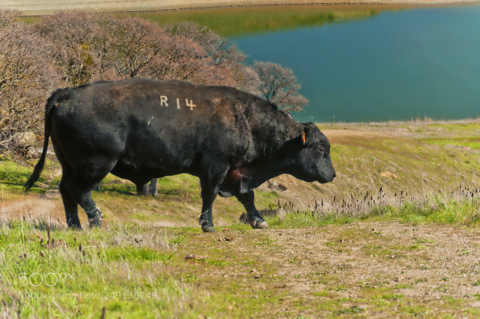 Nikon D90 sample photo. A cow seeking water photography