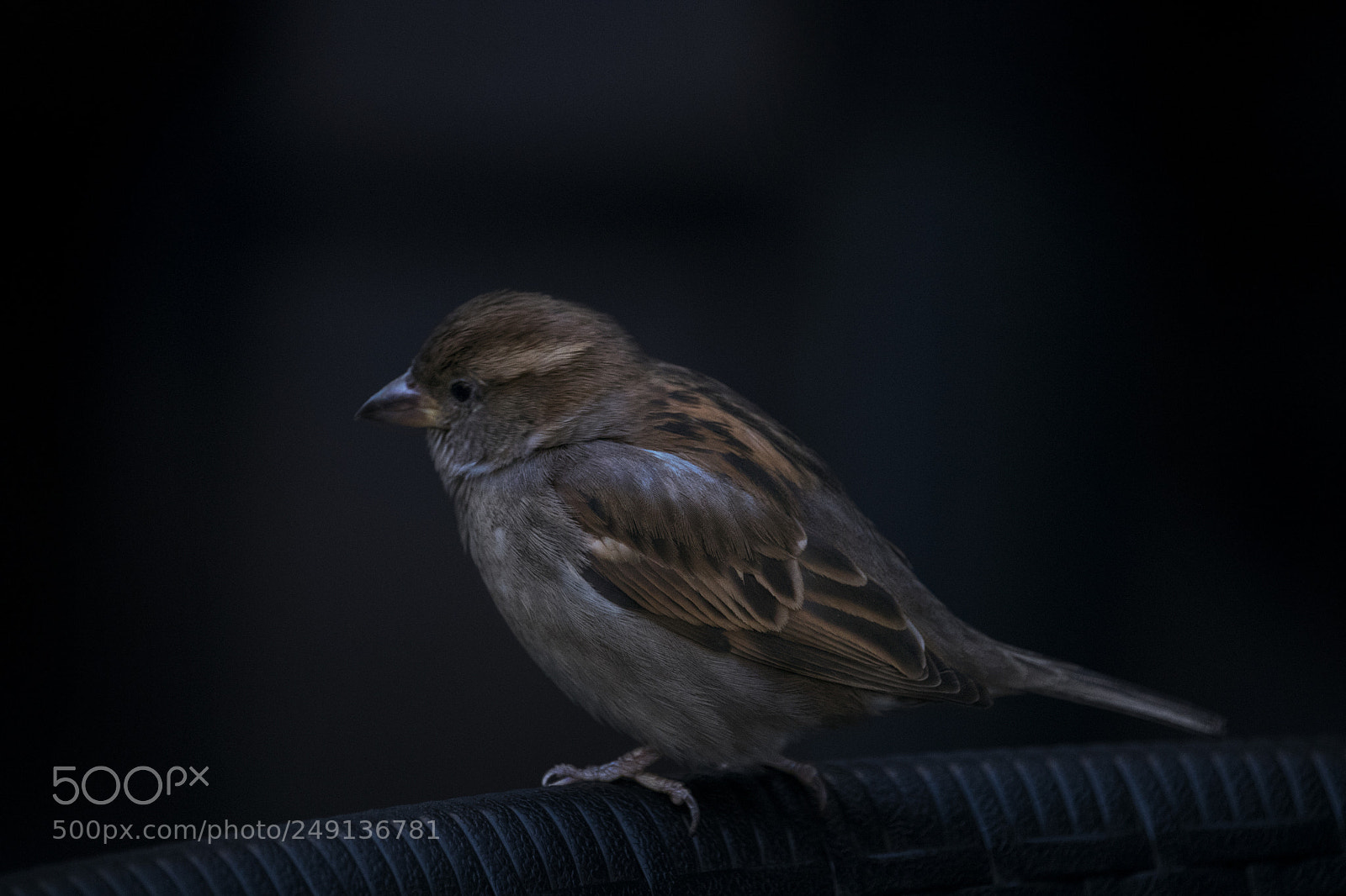 Canon EOS 750D (EOS Rebel T6i / EOS Kiss X8i) sample photo. Bird photography