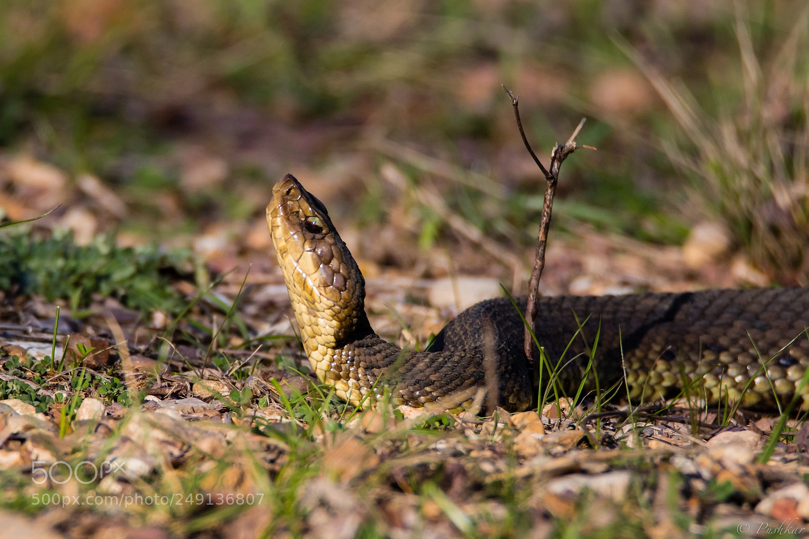 Canon EOS 80D sample photo. Cottonmouth.jpg photography