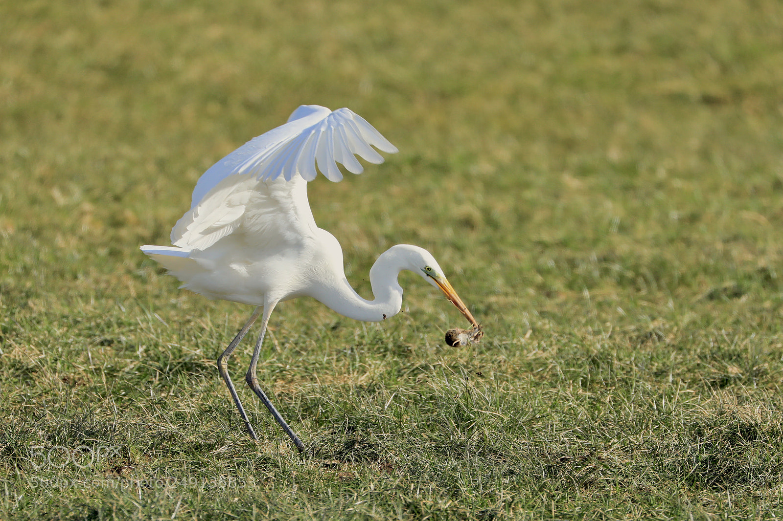 Canon EOS 5D Mark IV sample photo. Egret .......... with a photography