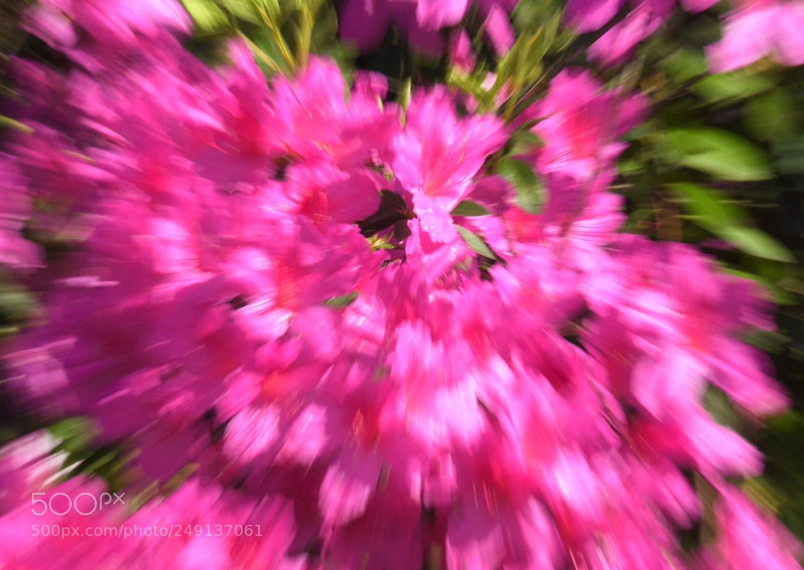 Nikon D500 sample photo. Zoom bloom photography