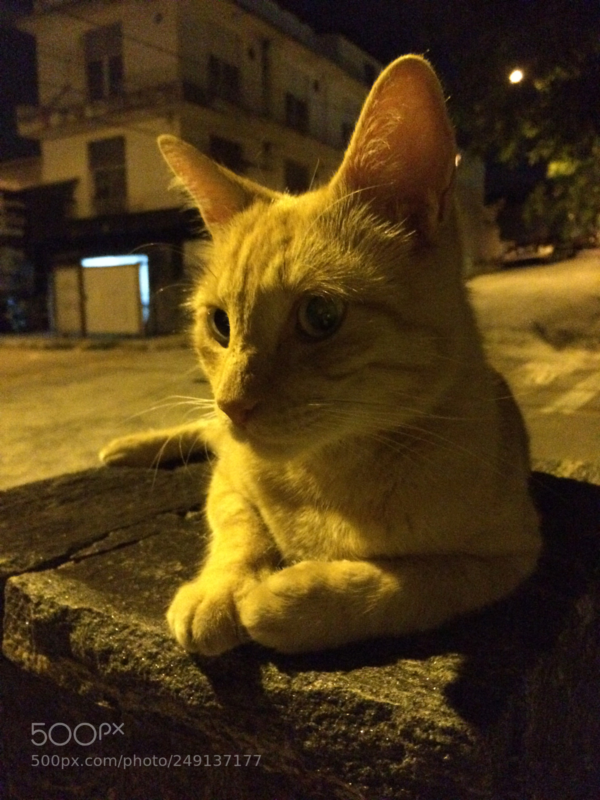 Apple iPhone 5s sample photo. Night cat photography