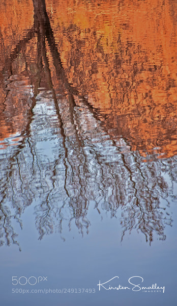Nikon D3400 sample photo. A trees reflection photography