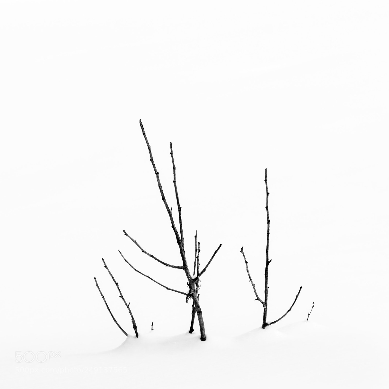 Canon EOS 7D Mark II sample photo. Winter sapling photography