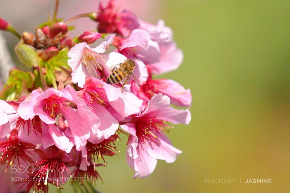 Nikon D500 sample photo. Cherry blossom photography