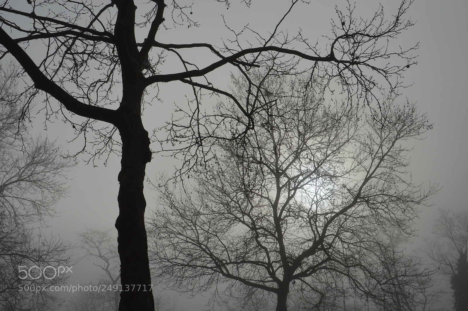 Nikon D3200 sample photo. Fog photography