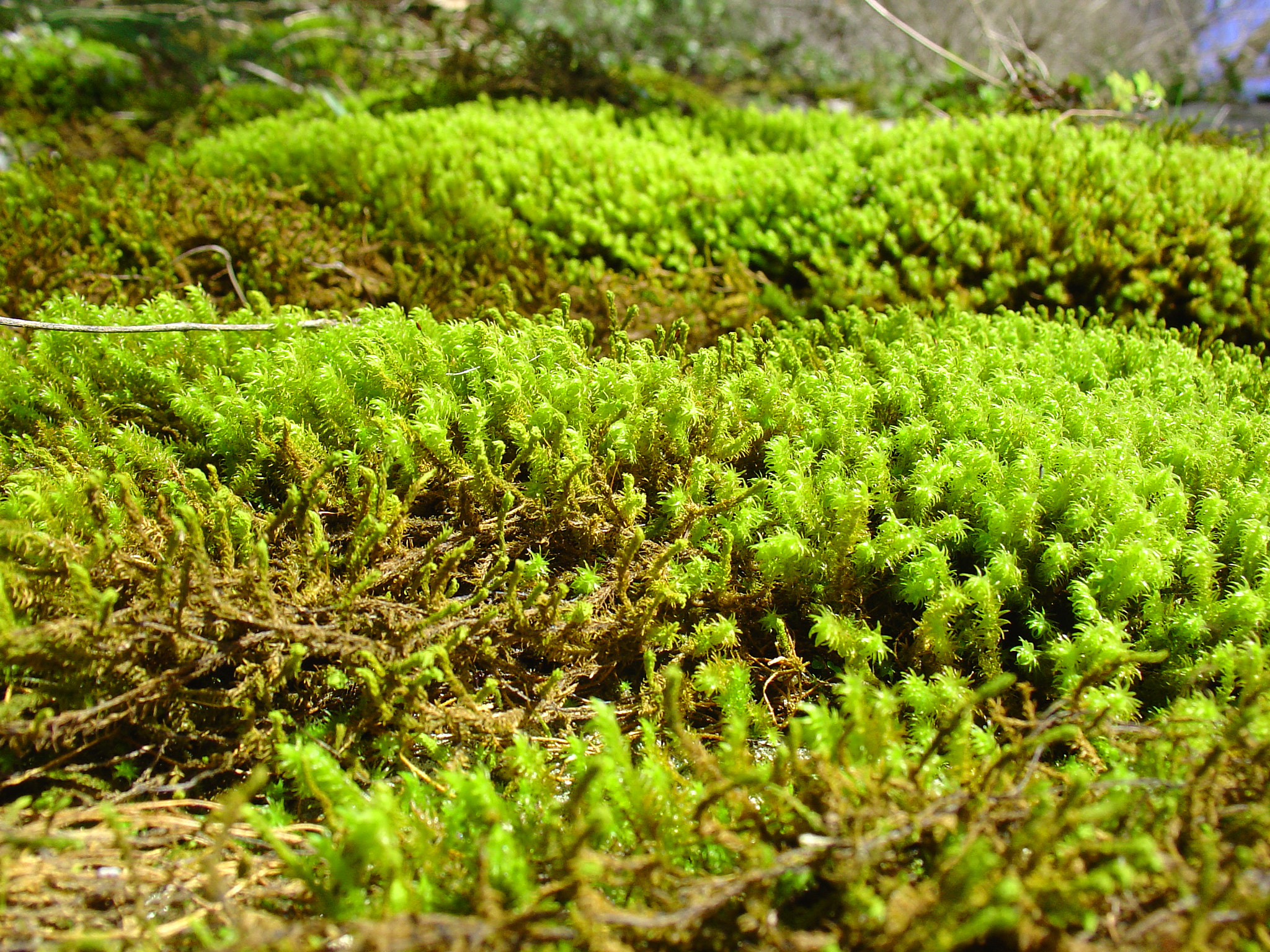 Sony DSC-V1 sample photo. Moss photography