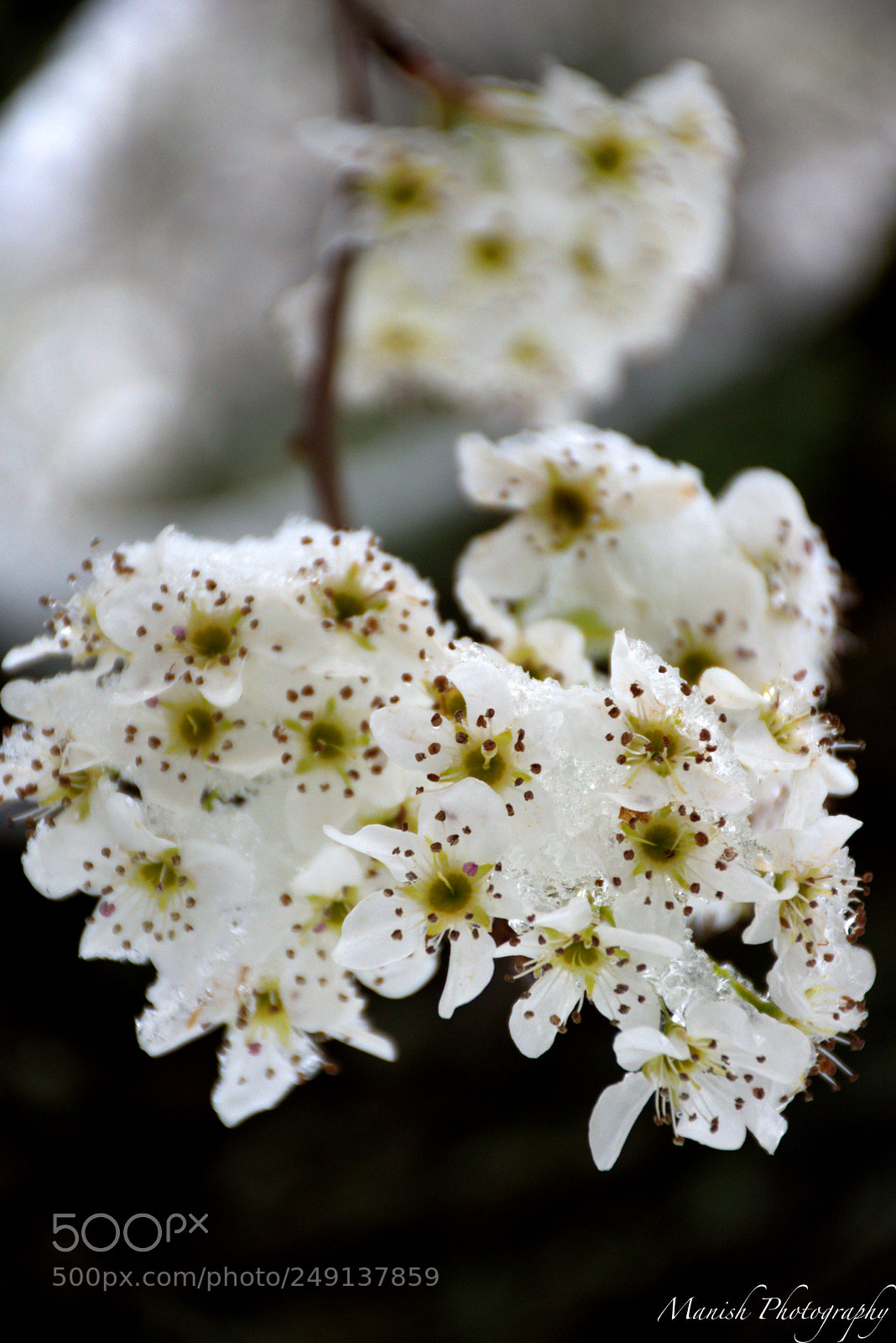 Nikon D5500 sample photo. Flowers photography