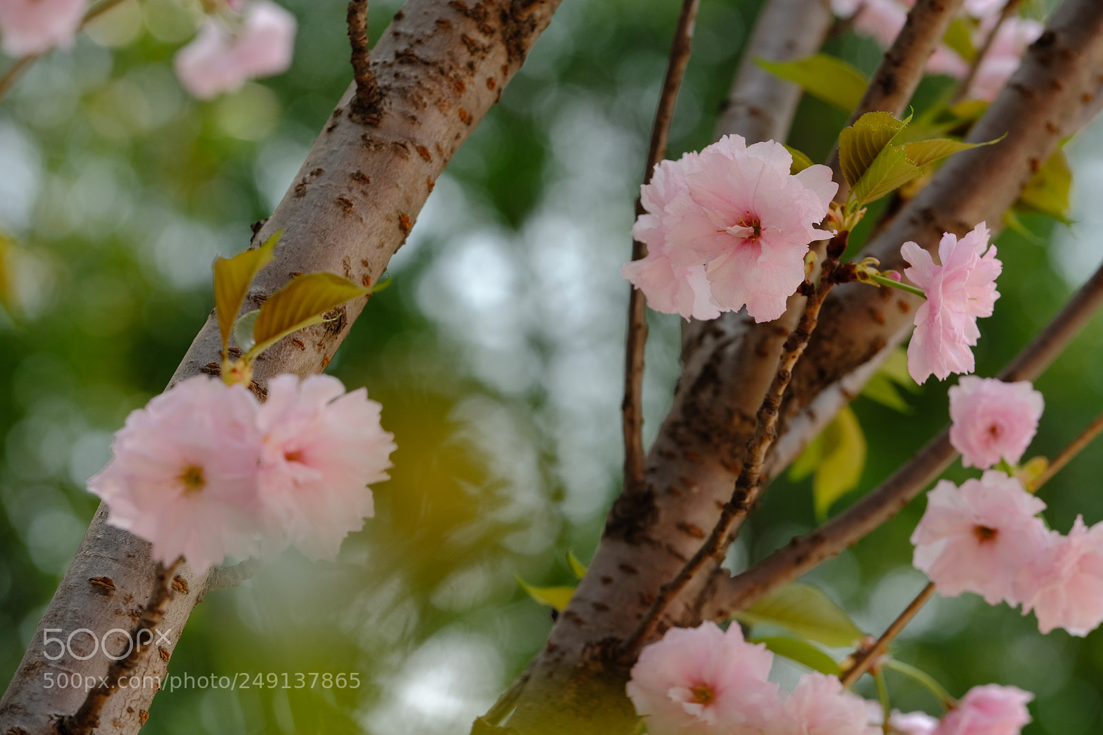 Fujifilm X-T2 sample photo. Cherry blossoms in guangzhou photography