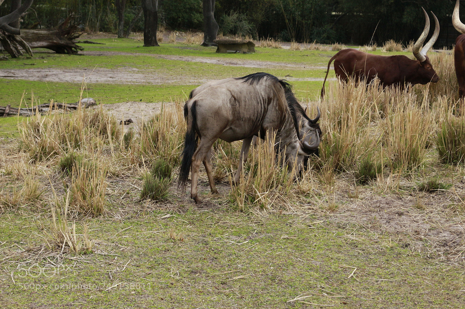 Canon EOS 700D (EOS Rebel T5i / EOS Kiss X7i) sample photo. Eating photography