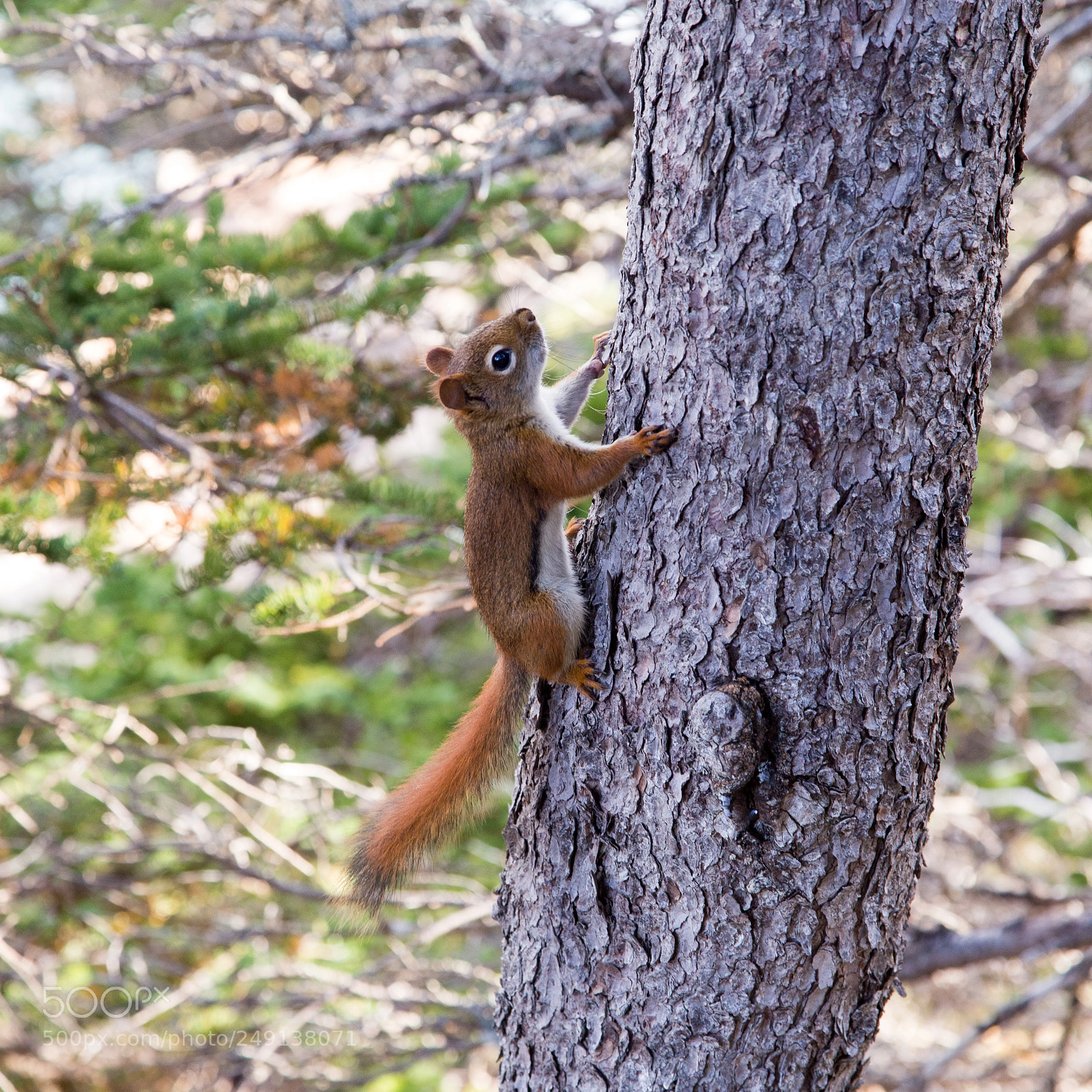Canon EOS 6D sample photo. American red squirrel photography