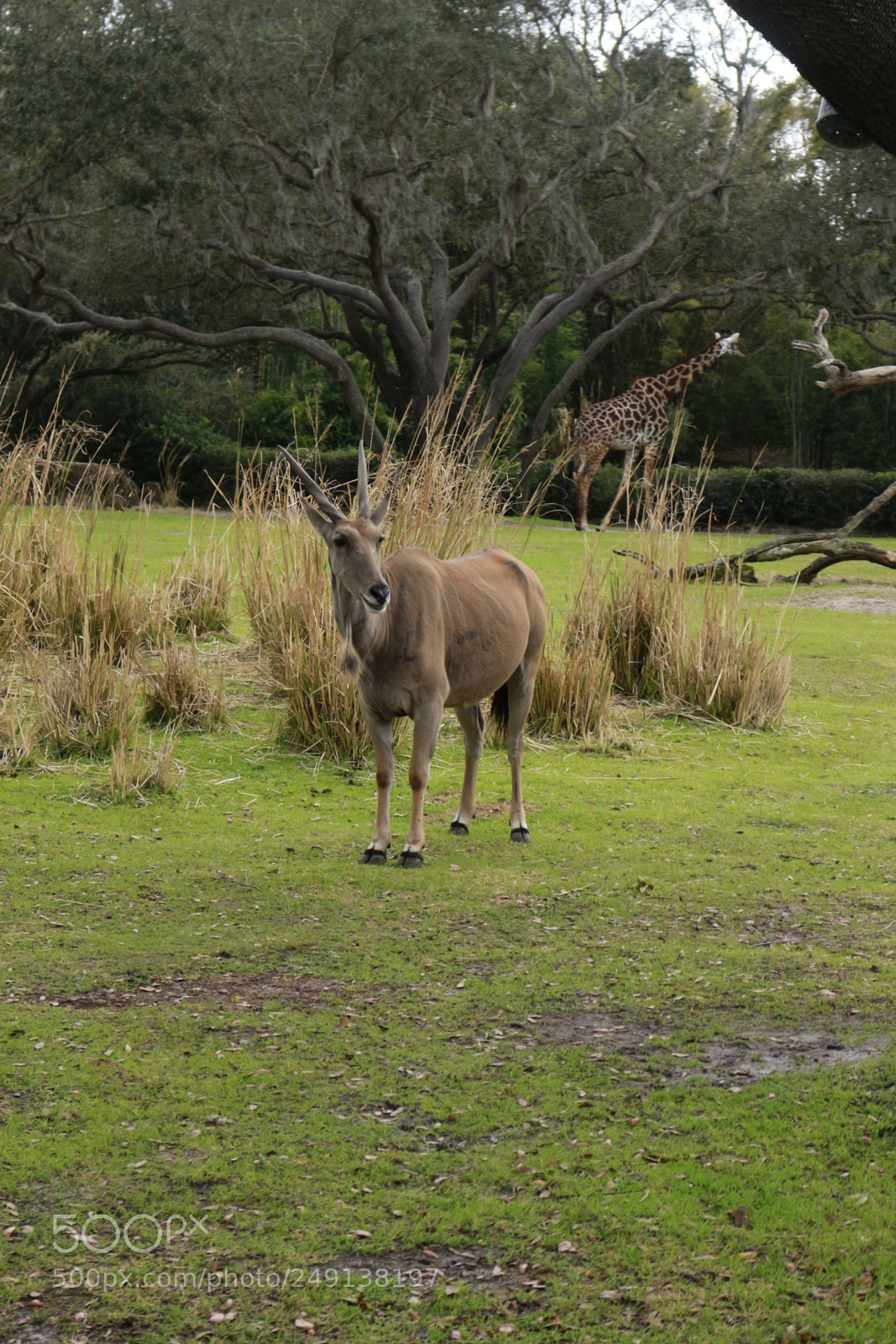 Canon EOS 700D (EOS Rebel T5i / EOS Kiss X7i) sample photo. Animals photography