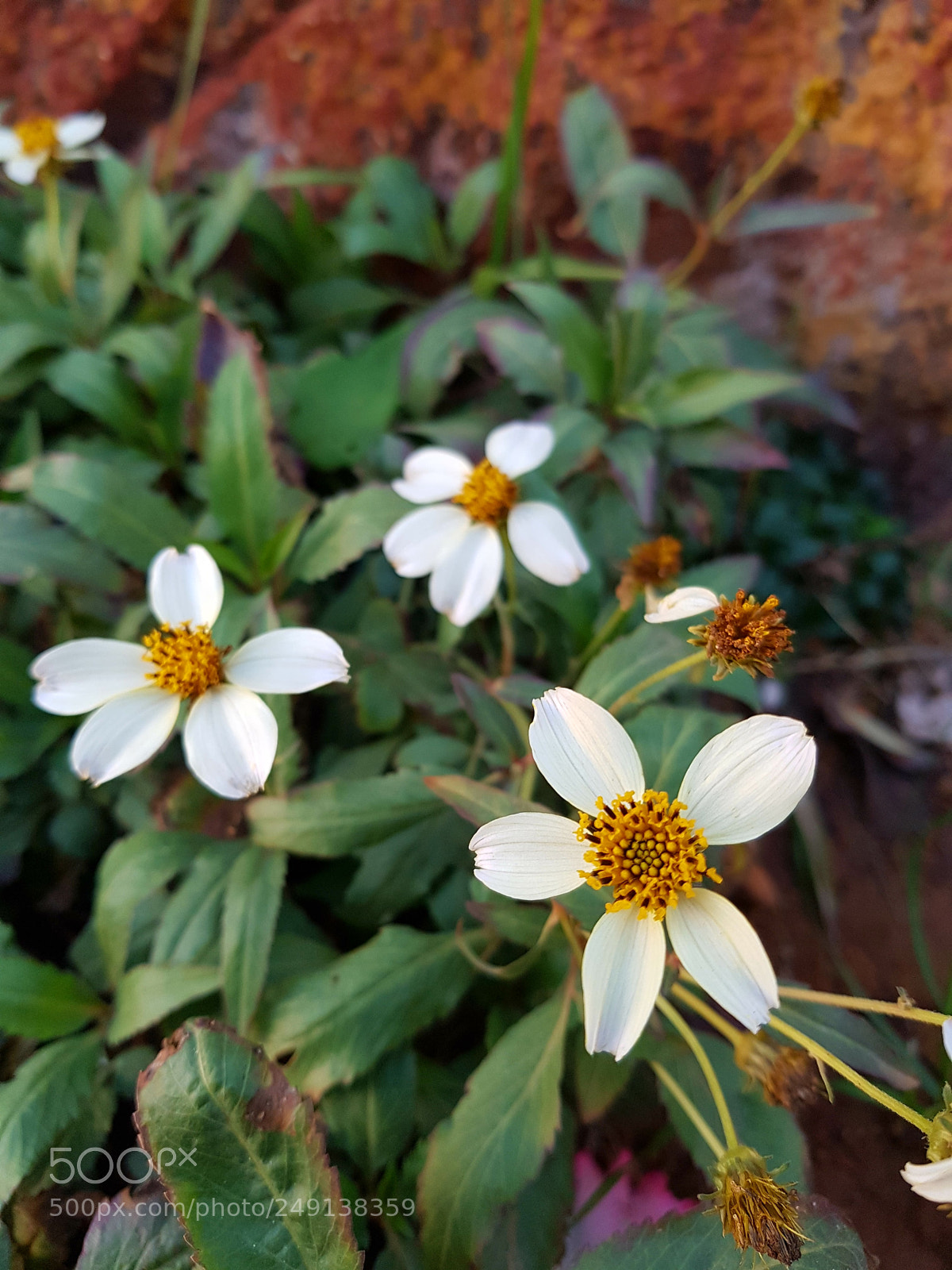 Samsung Galaxy S7 Edge sample photo. Untitled photography