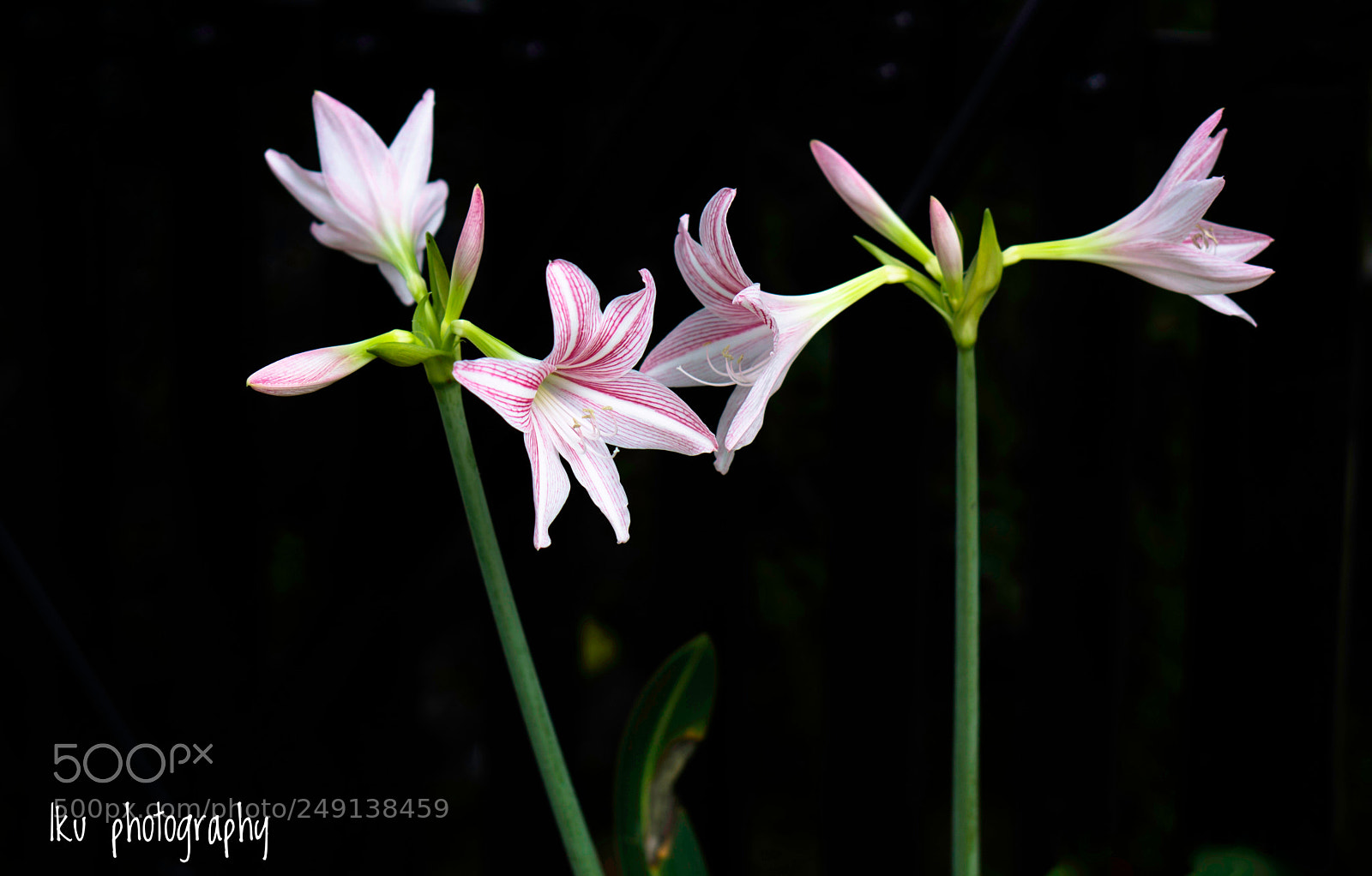Sony a6000 sample photo. Dance of flowers photography