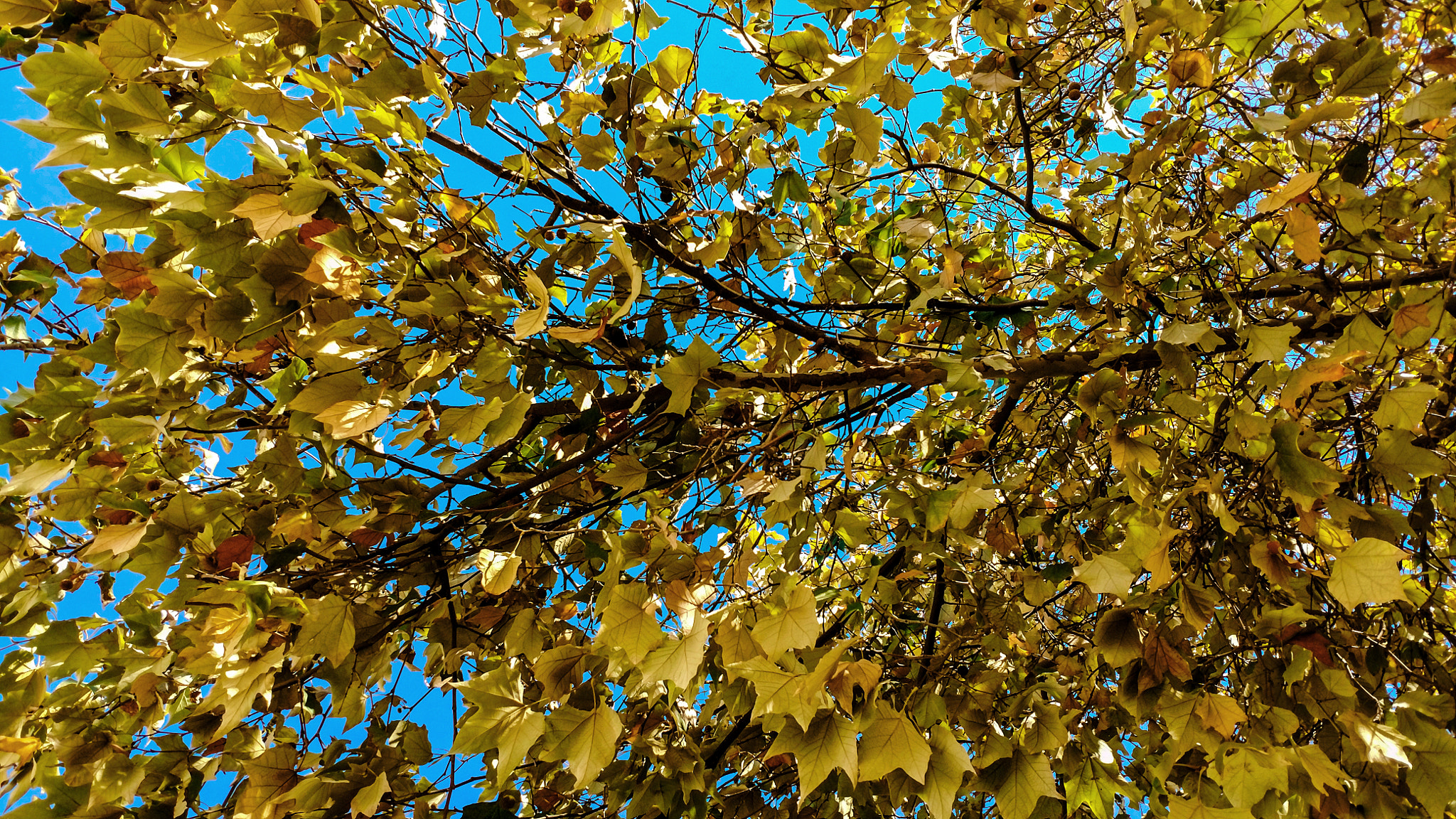 Motorola XT1650 sample photo. El cielo entre las hojas photography
