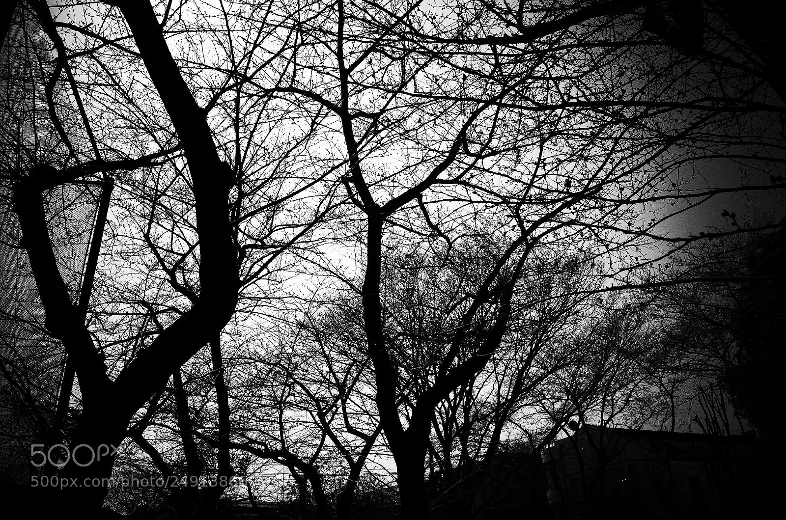 Ricoh GR II sample photo. Trees photography
