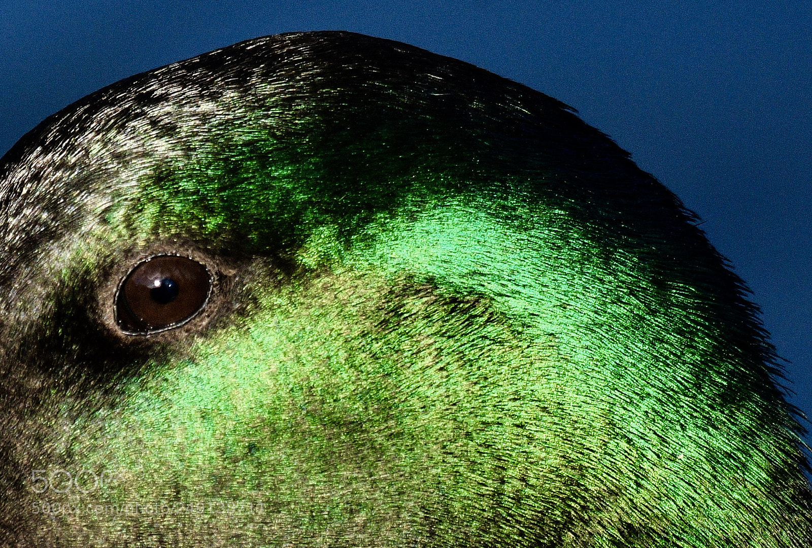 Nikon D500 sample photo. Mallard photography