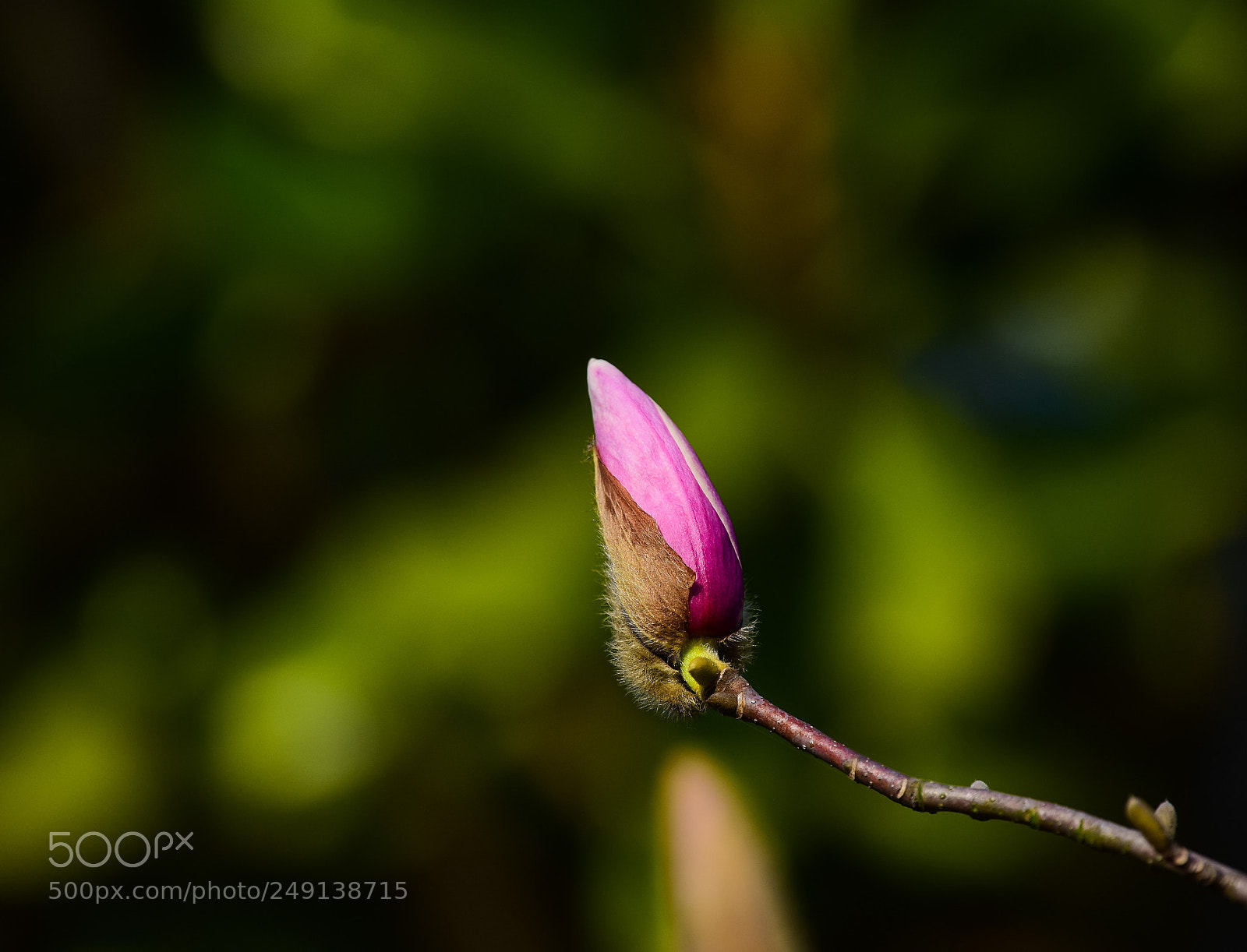 Nikon D7200 sample photo. Untitled photography