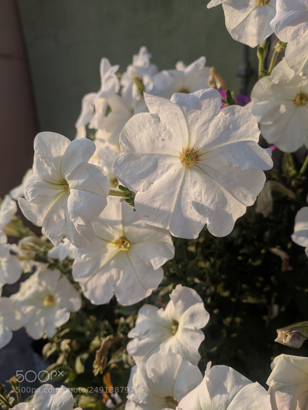 Google Pixel sample photo. Untitled photography