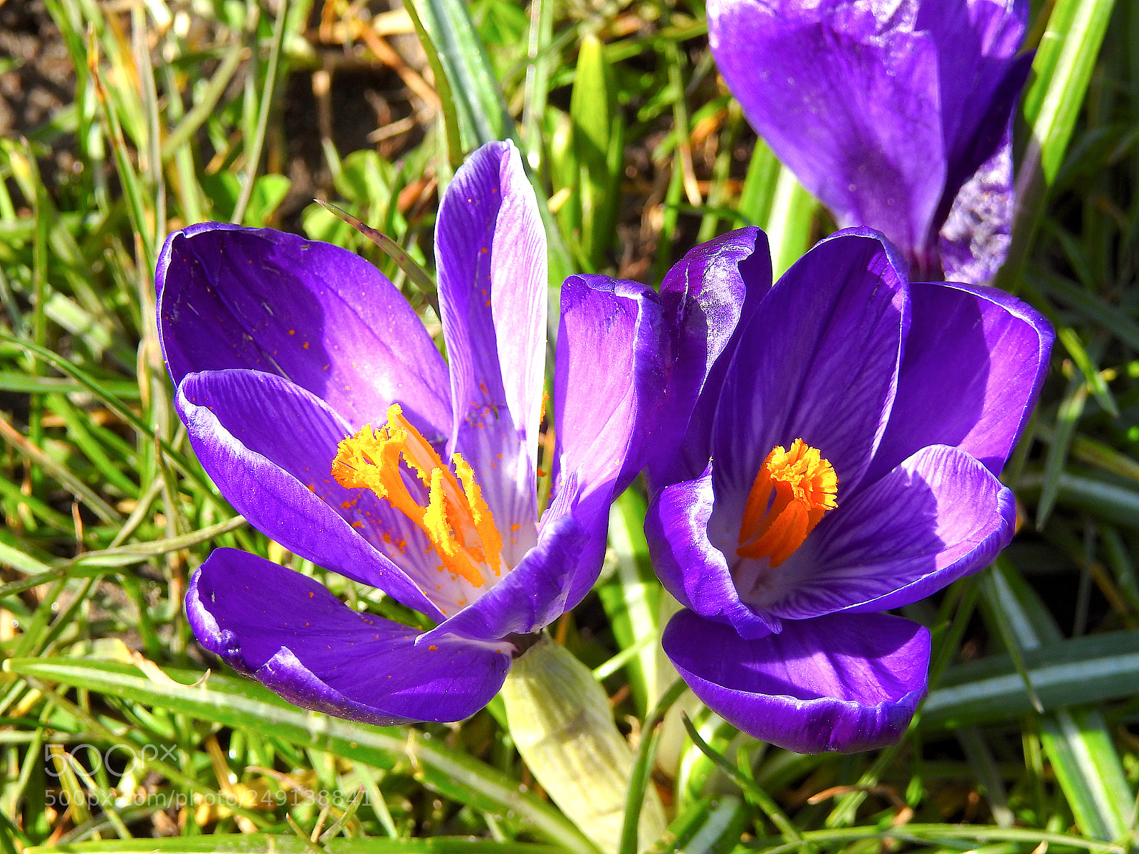 Nikon Coolpix P900 sample photo. Beauty photography